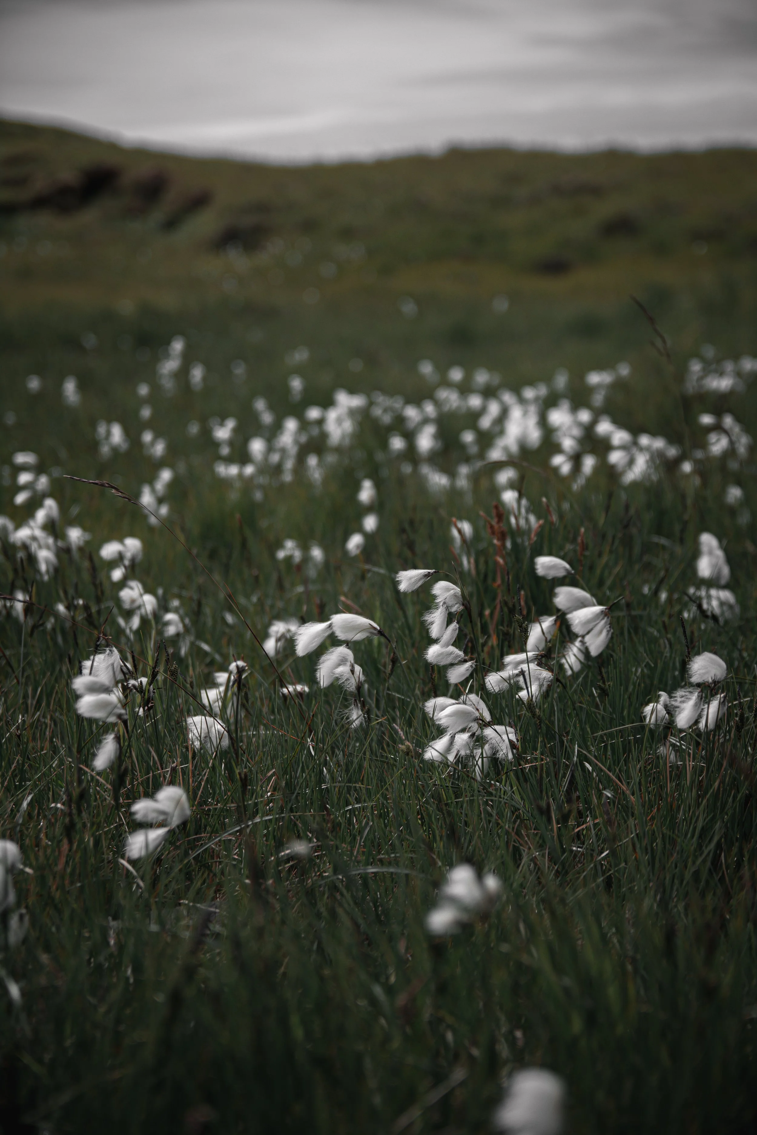 DSC_0351.JPG