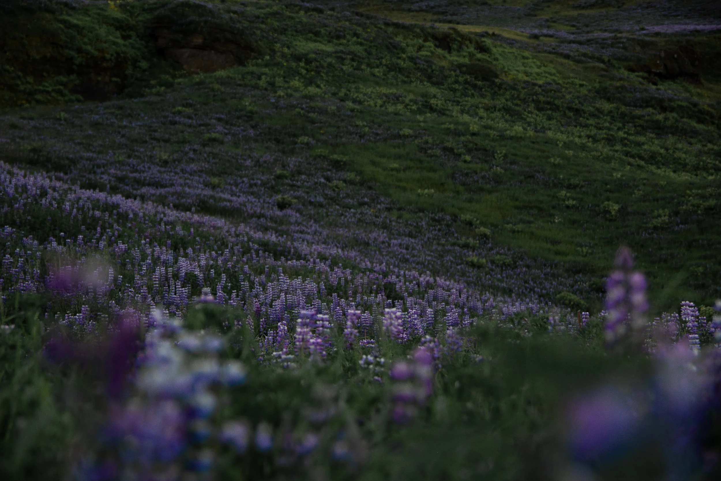 DSC_0550.JPG