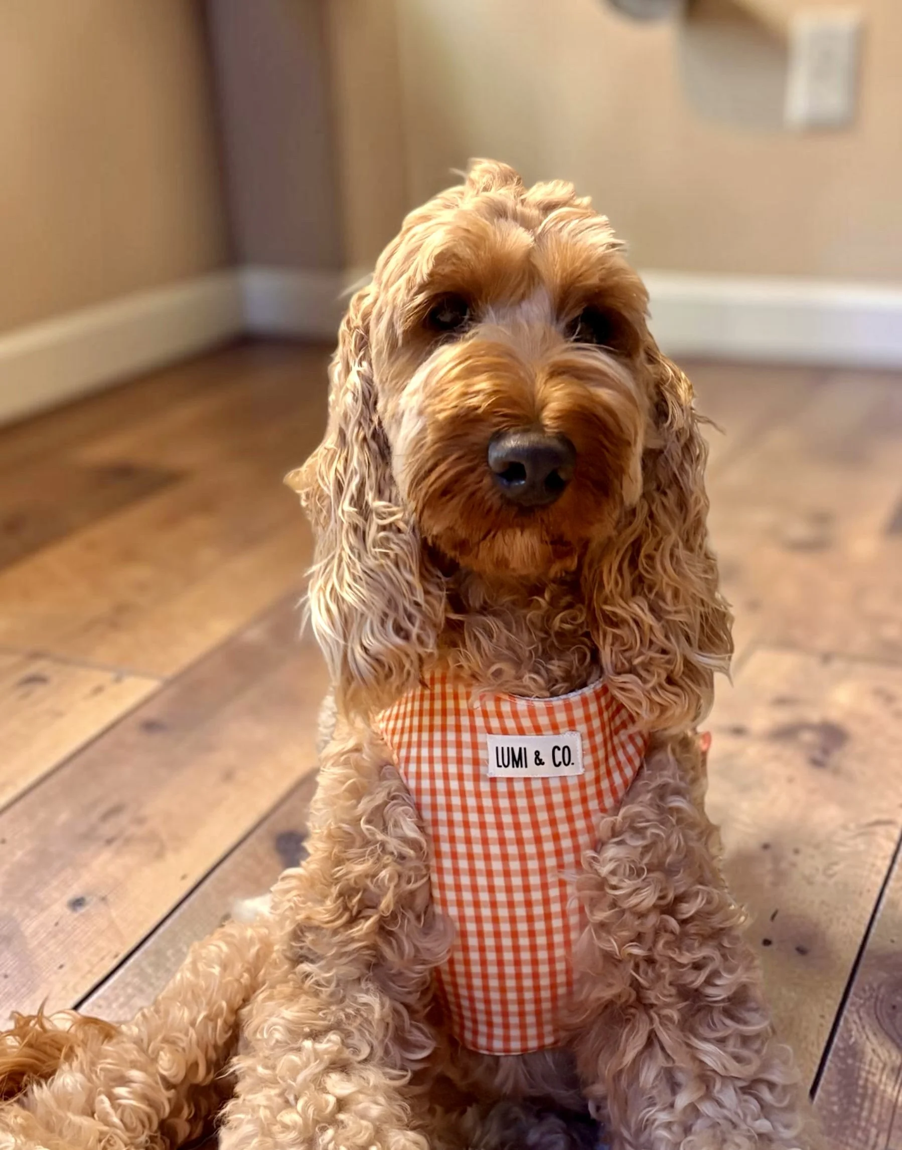 A beige, curly-haired dog sitting on a wooden floor in a home interior, wearing an orange checkered harness labeled "LUMI & CO."