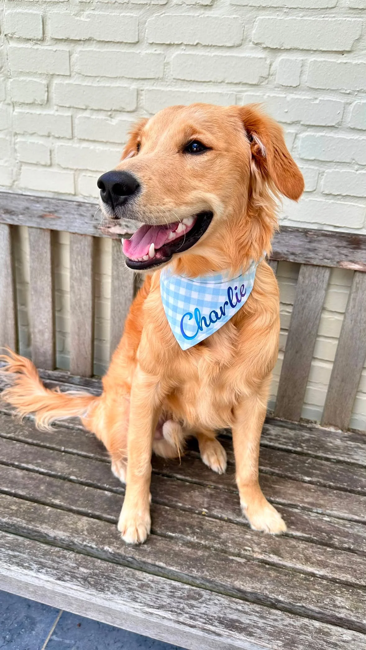 A golden retriever dog sitting on a wooden bench with a white brick wall in the background. The dog is wearing a blue and white checkered bandana with the name Charlie written on it, and is smiling with its tongue out.