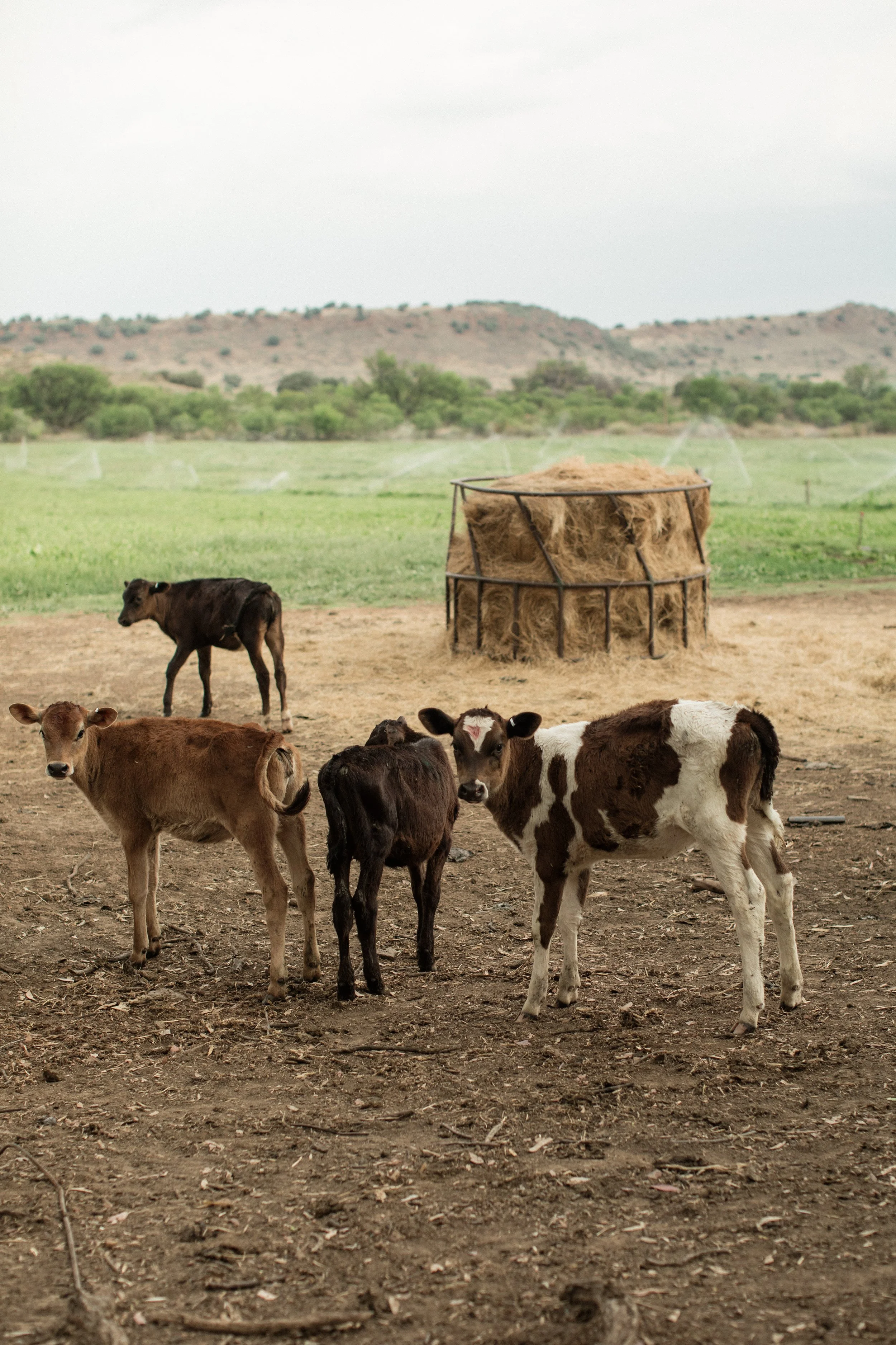 A group of calves standing on dirt in front of a farm, with a hay feeder and green fields and rolling hills in the background.
