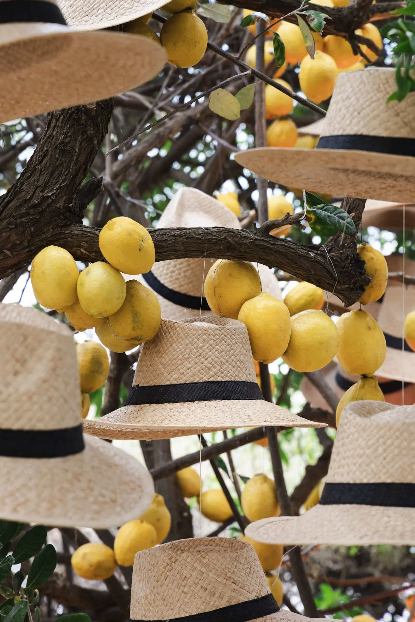 Multiple straw hats hanging on a tree with yellow fruit and green leaves.