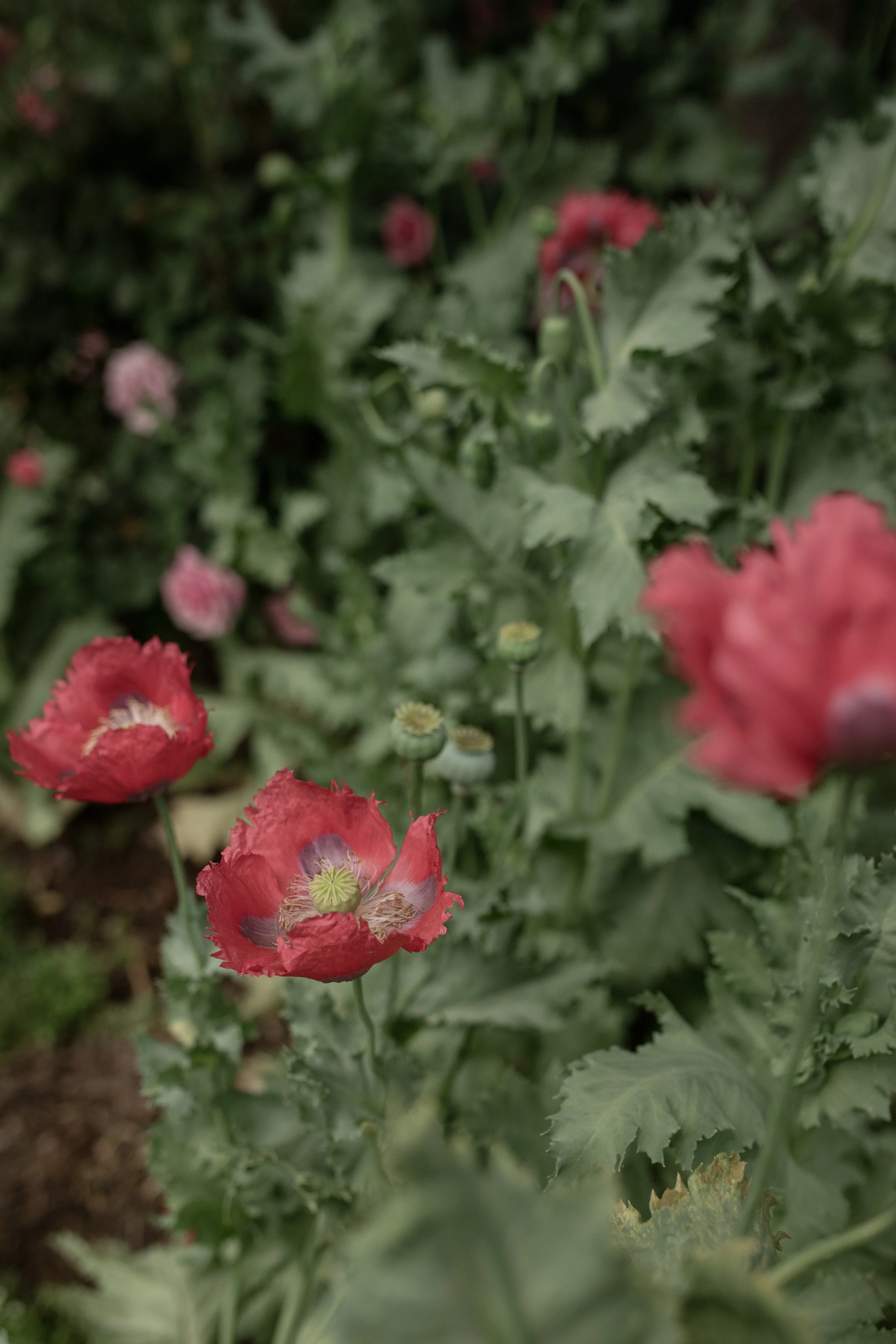 Close-up of pink poppy flowers with green foliage in the background.