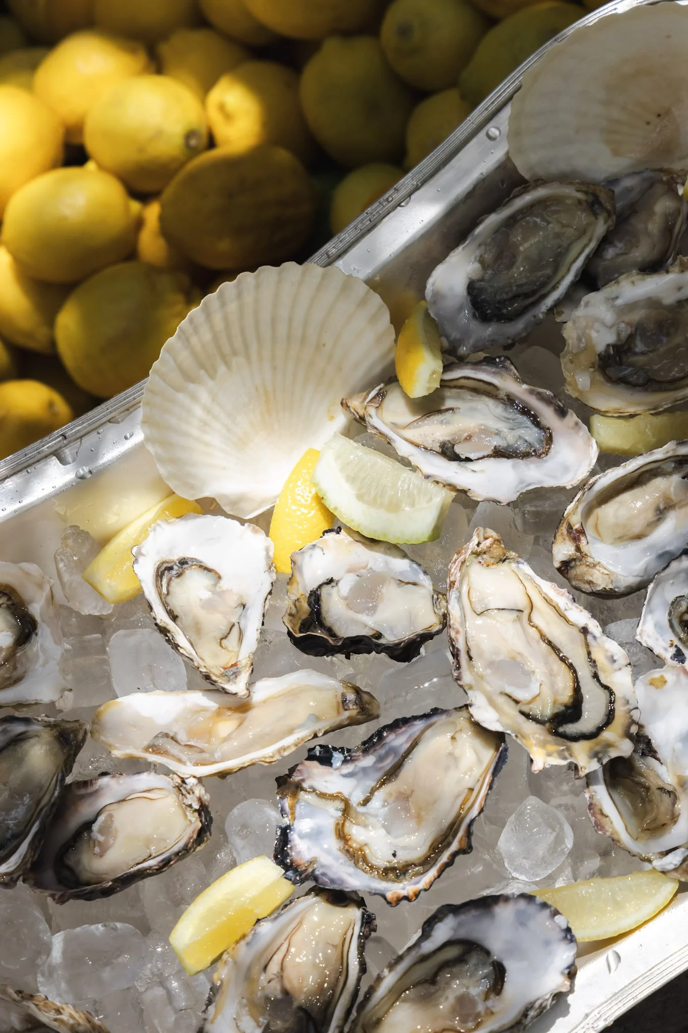 Fresh oysters on ice with lemon wedges, surrounded by Lemons in the background.