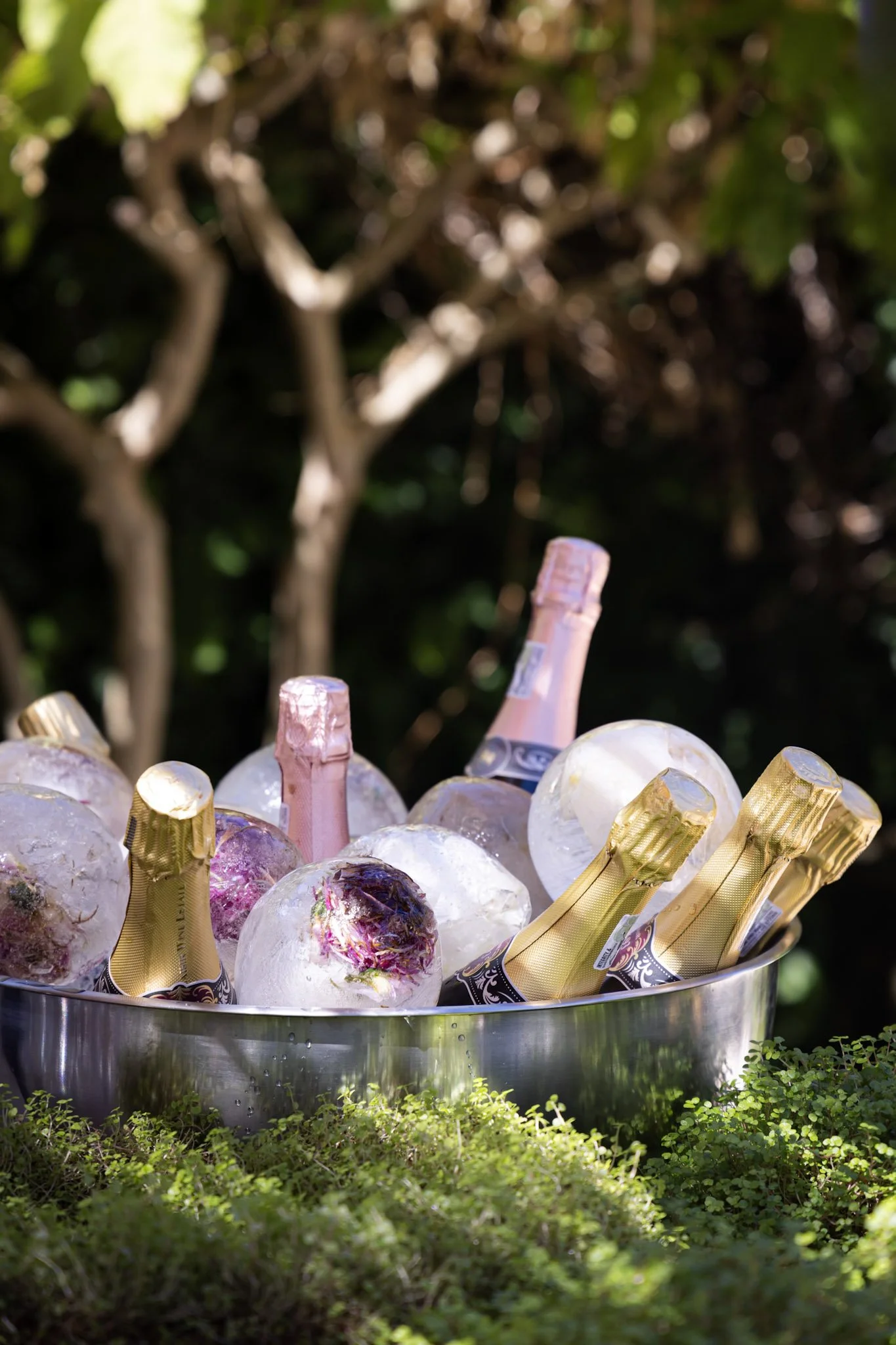 A large metal bowl filled with ice and several bottles of champagne, with some bottles wrapped in pink and gold foil, set outdoors among green foliage.