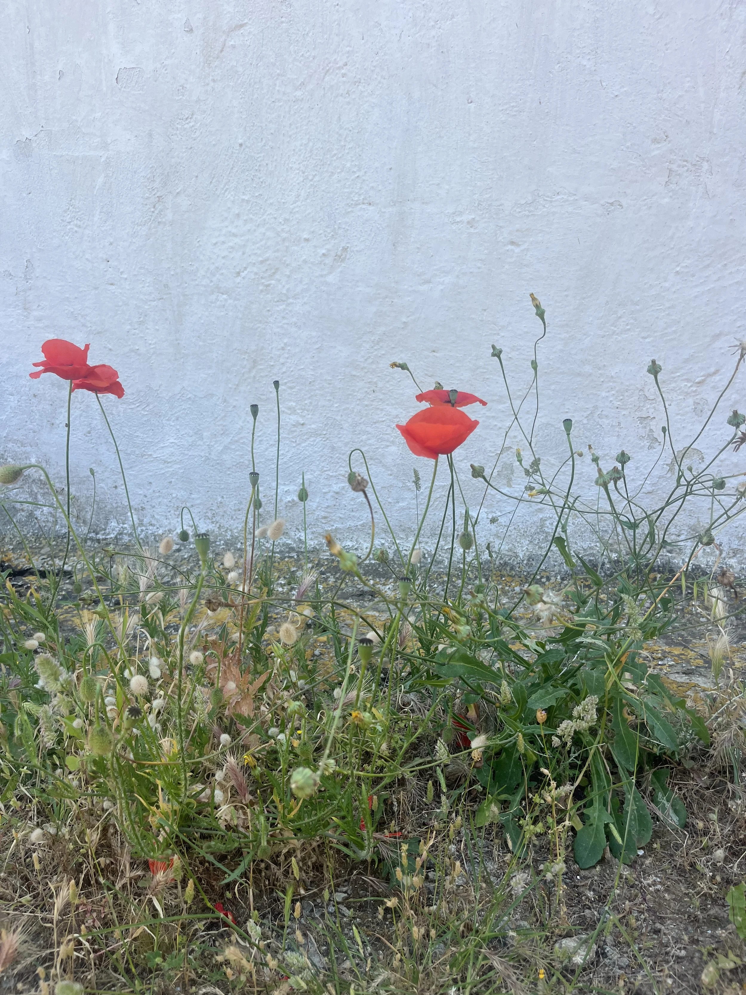 Wildflowers growing near a white wall, with some of the flowers being red poppies and other small plants.