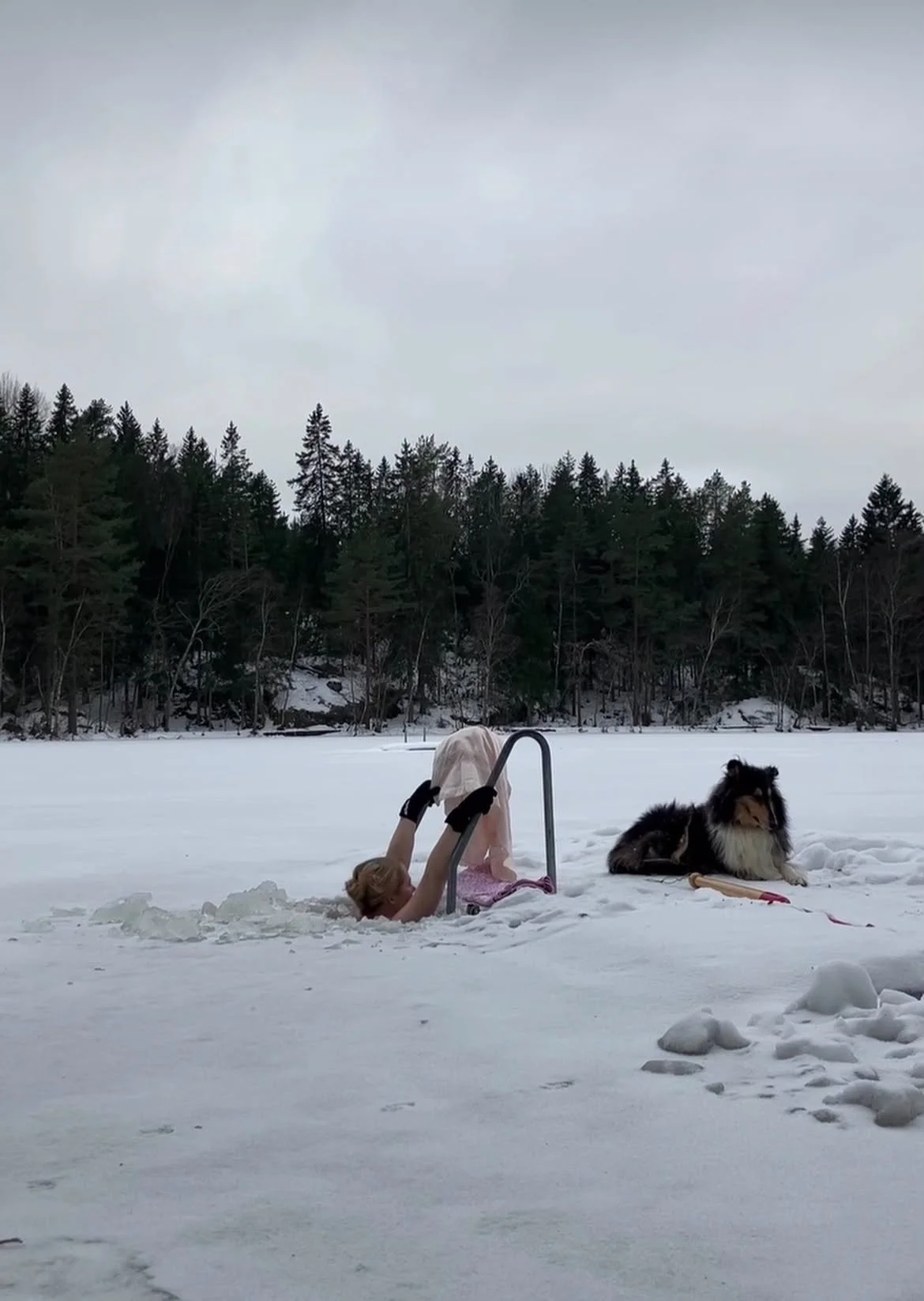 A person in a swimsuit and gloves is lying on their back on a snowy frozen lake, holding onto a ladder, with a Shetland sheepdog sitting nearby. The background features a line of evergreen trees and a cloudy sky.