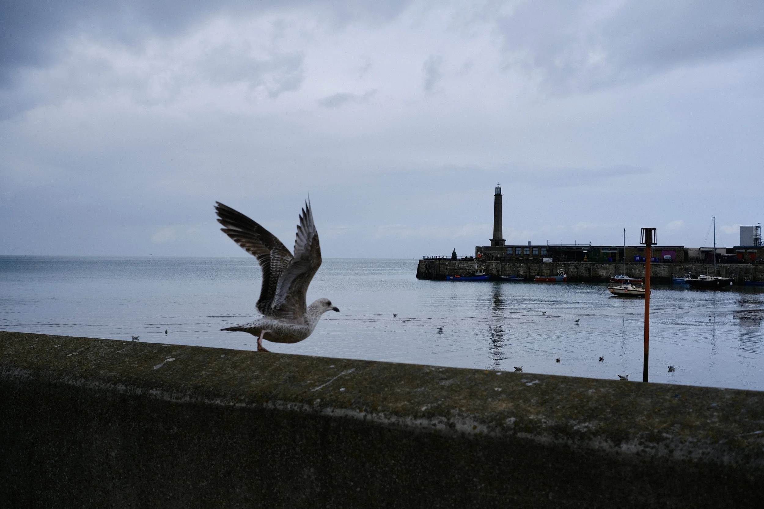 Seagull standing on a concrete ledge near the water with a lighthouse and boats in the background under cloudy sky.