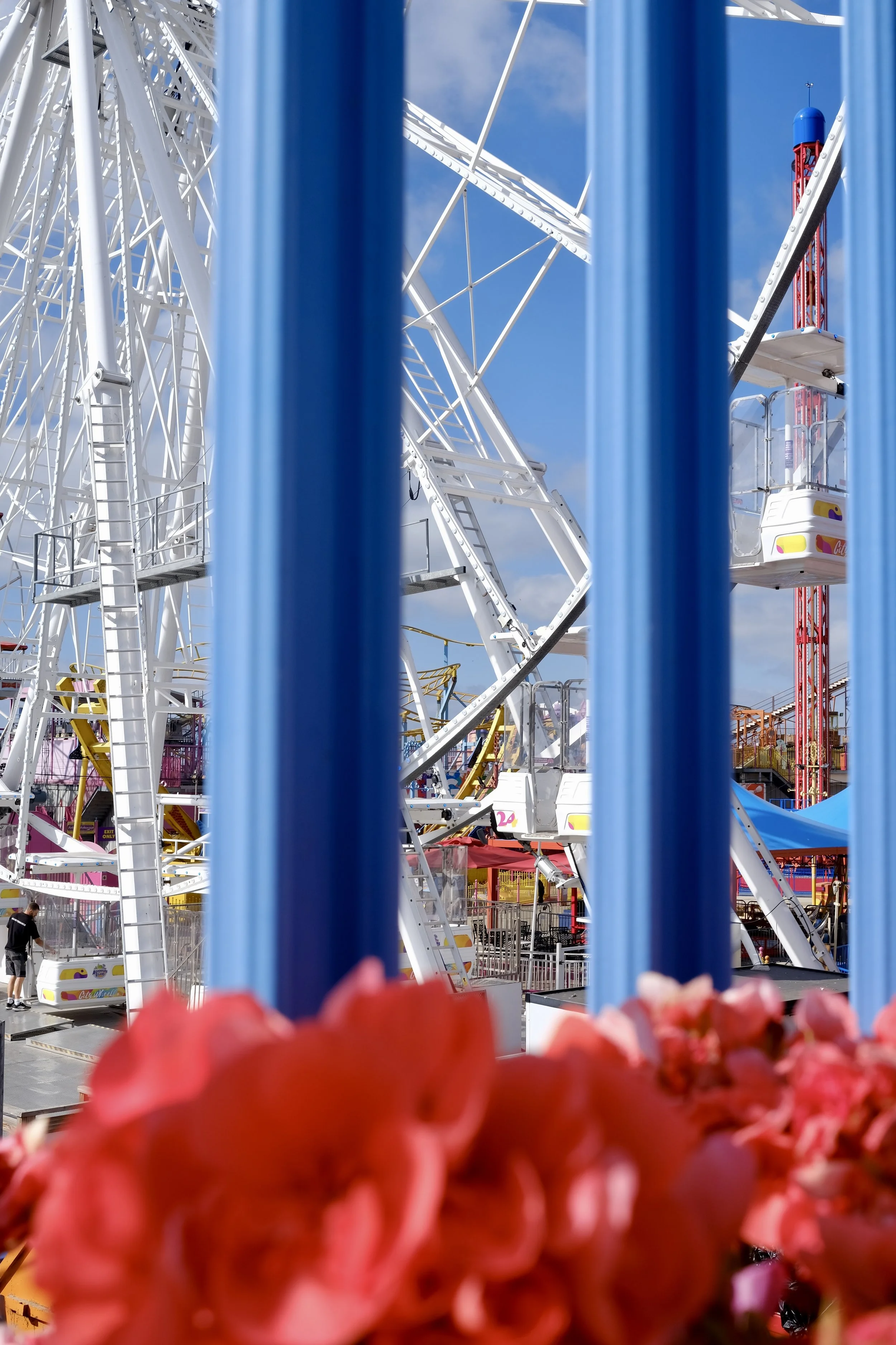 A view from behind a fence at a carnival or amusement park, focusing on a Ferris wheel with a bright blue sky in the background. Bright pink flowers are blurred in the foreground.