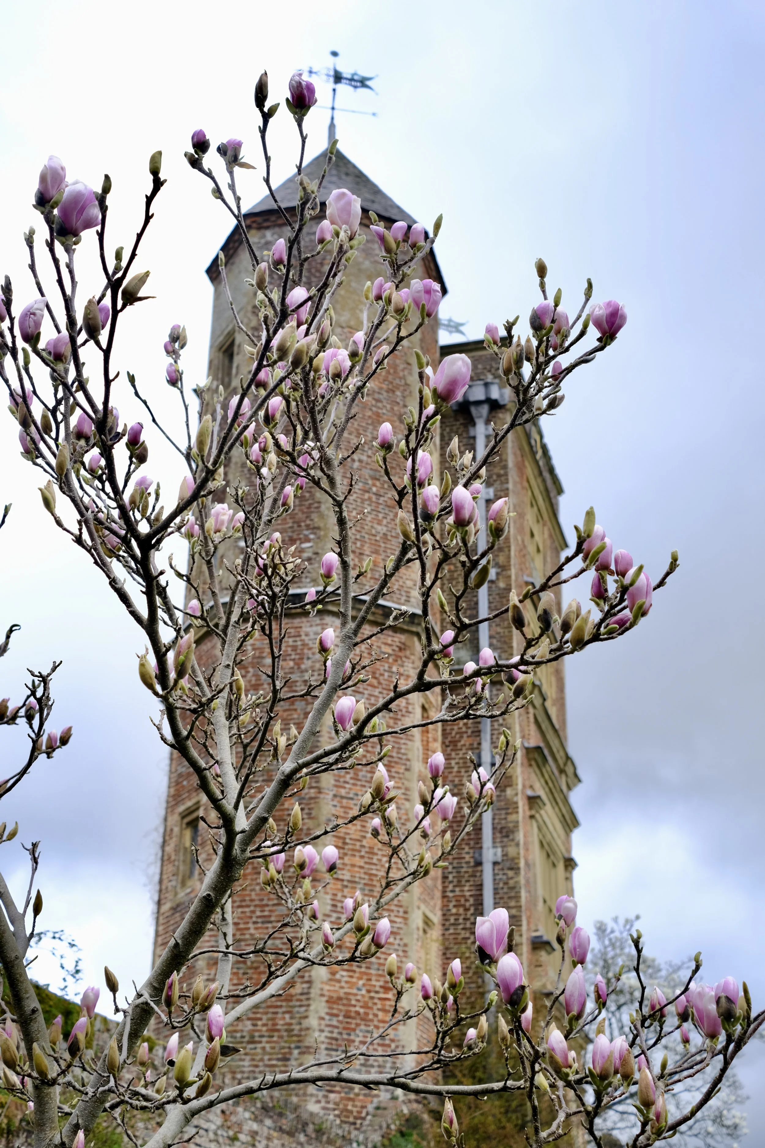 A flowering tree with pink buds in the foreground, and a tall brick tower with a weather vane and windows in the background under a cloudy sky.