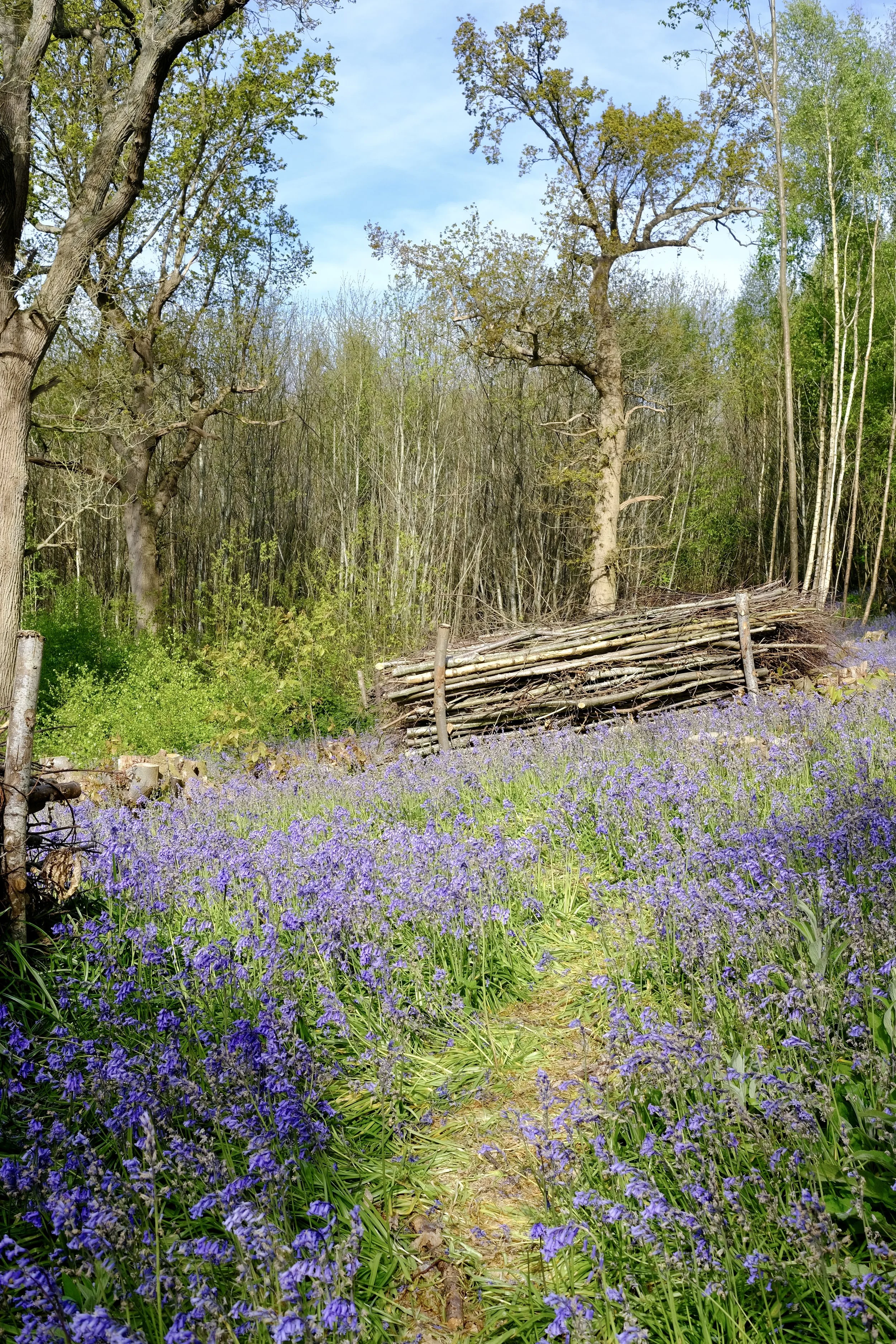 A dirt path through a field of purple flowers with trees on both sides, some greenery, and a clear blue sky.