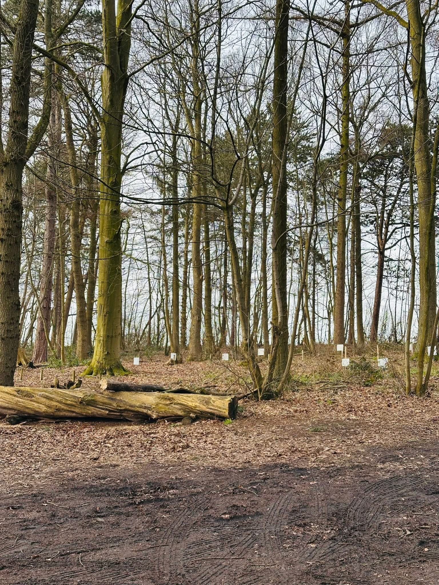 A forest scene with tall, leafless trees and a dirt path at ground level. The sky is overcast, and there are small white markers along the forest floor.