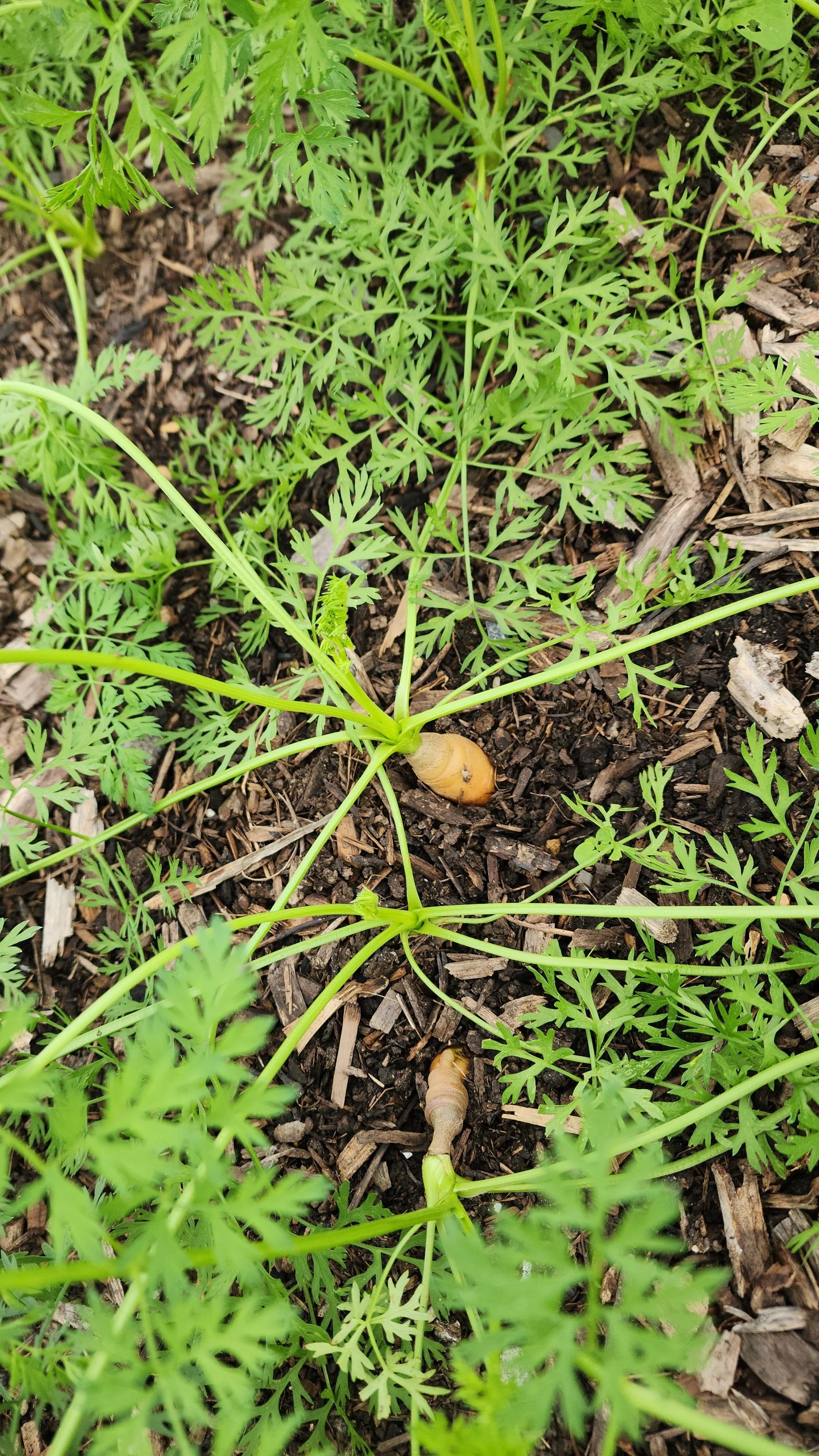 Young carrot plants with green, feathery leaves growing in soil with some mulch. Visible orange carrot roots near the surface.