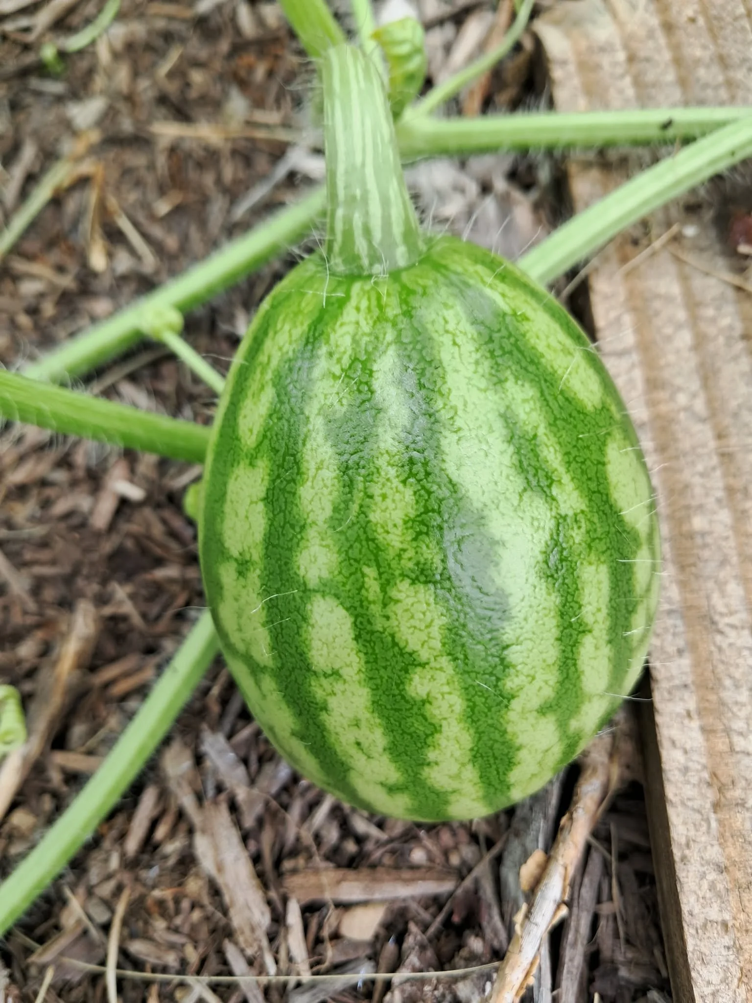 Close-up of a young watermelon growing in the soil, with green stripes and a smooth surface.