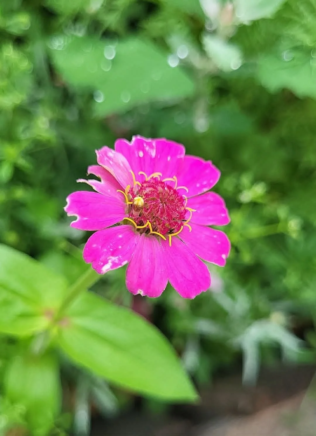 Pink zinnia grown for pollinators in the Heathen Farms garden