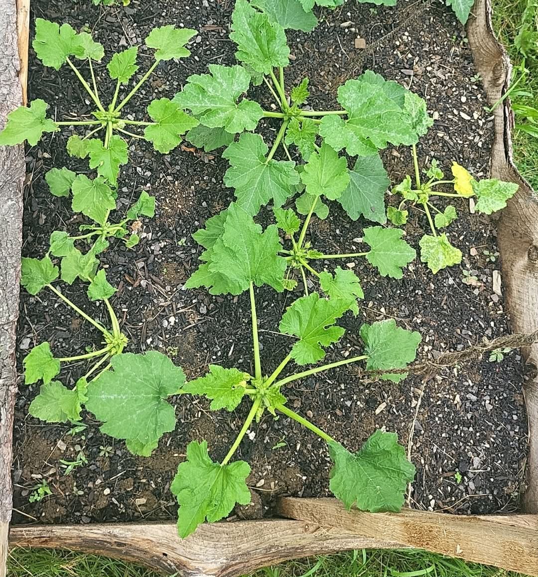 Young summer vegetable vine growing in a wooden garden bed at Heathen Farms