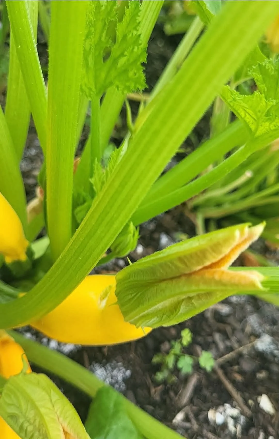Yellow summer squash growing on the vine in the Heathen Farms garden
