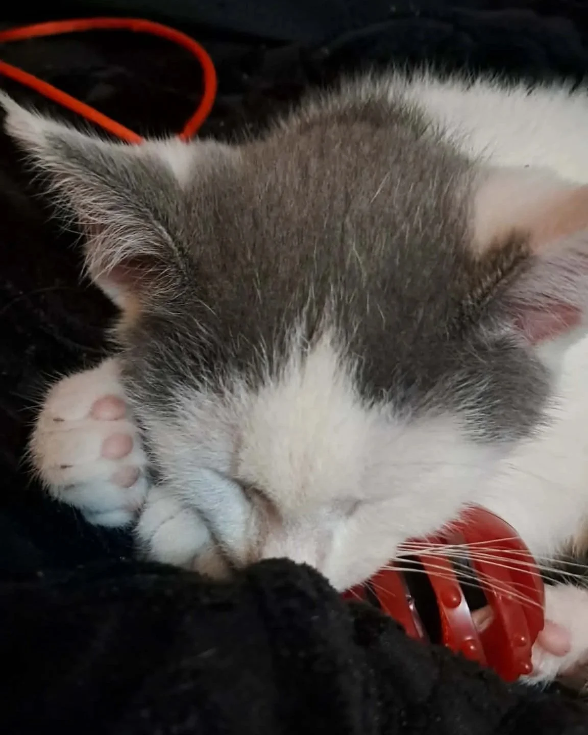 Butthead Muffin head of the LPA, sleeping with his paws over his face.