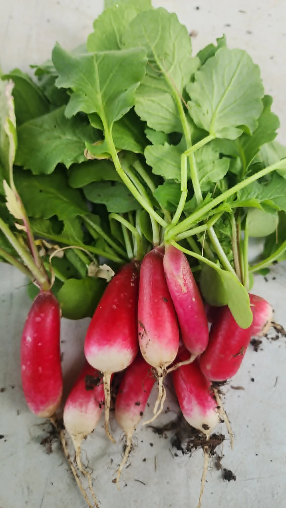 Seasonal radishes displayed at the Heathen Farms table