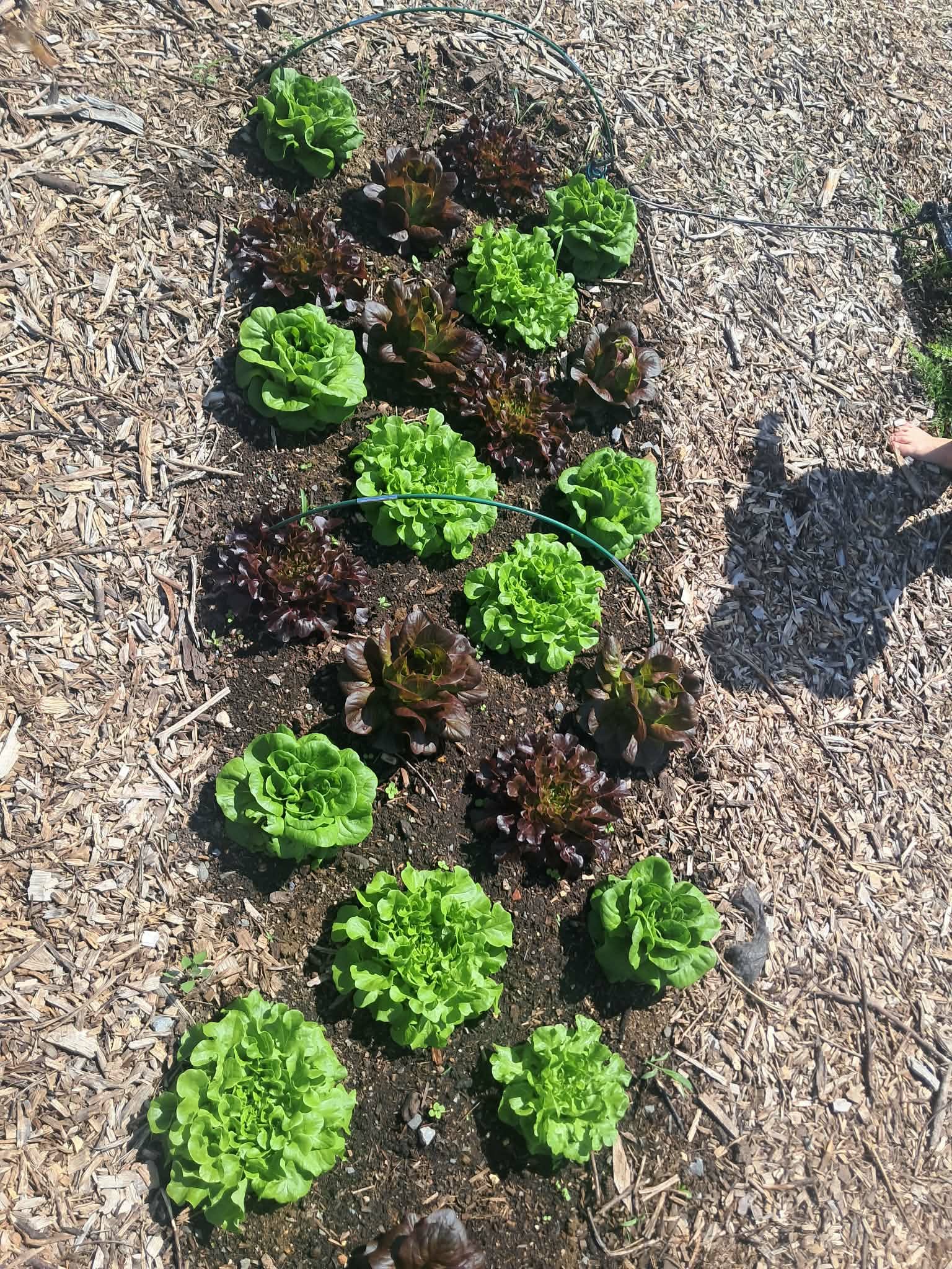 Fresh Salanova Lettuce — $5/Head