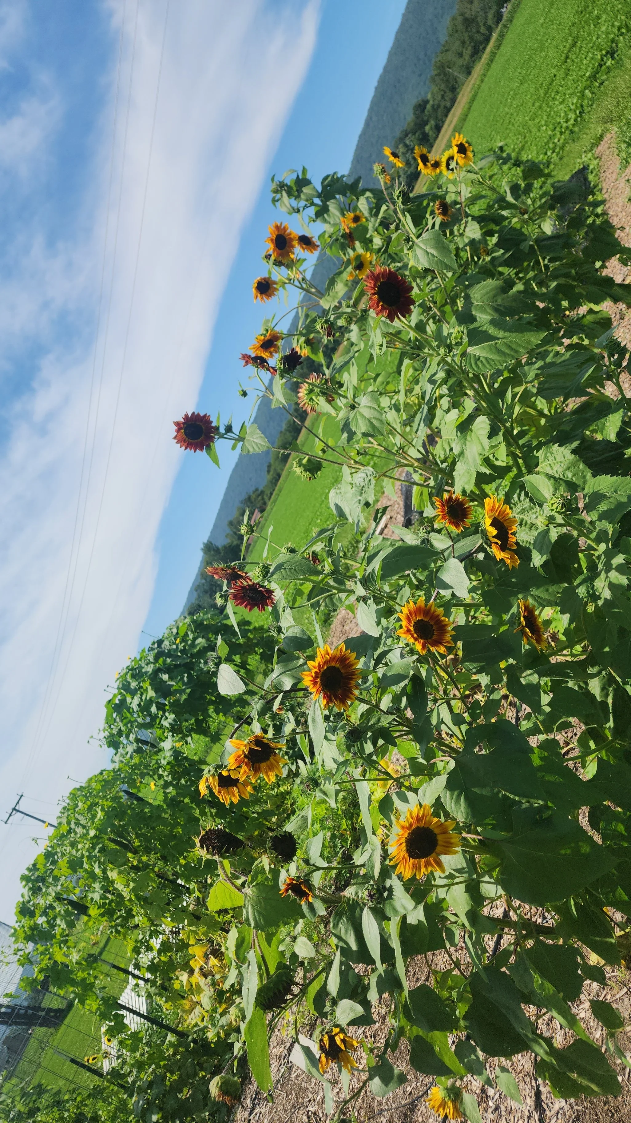 Sunflowers growing in a field with green foliage, blue sky, and some clouds in the background.