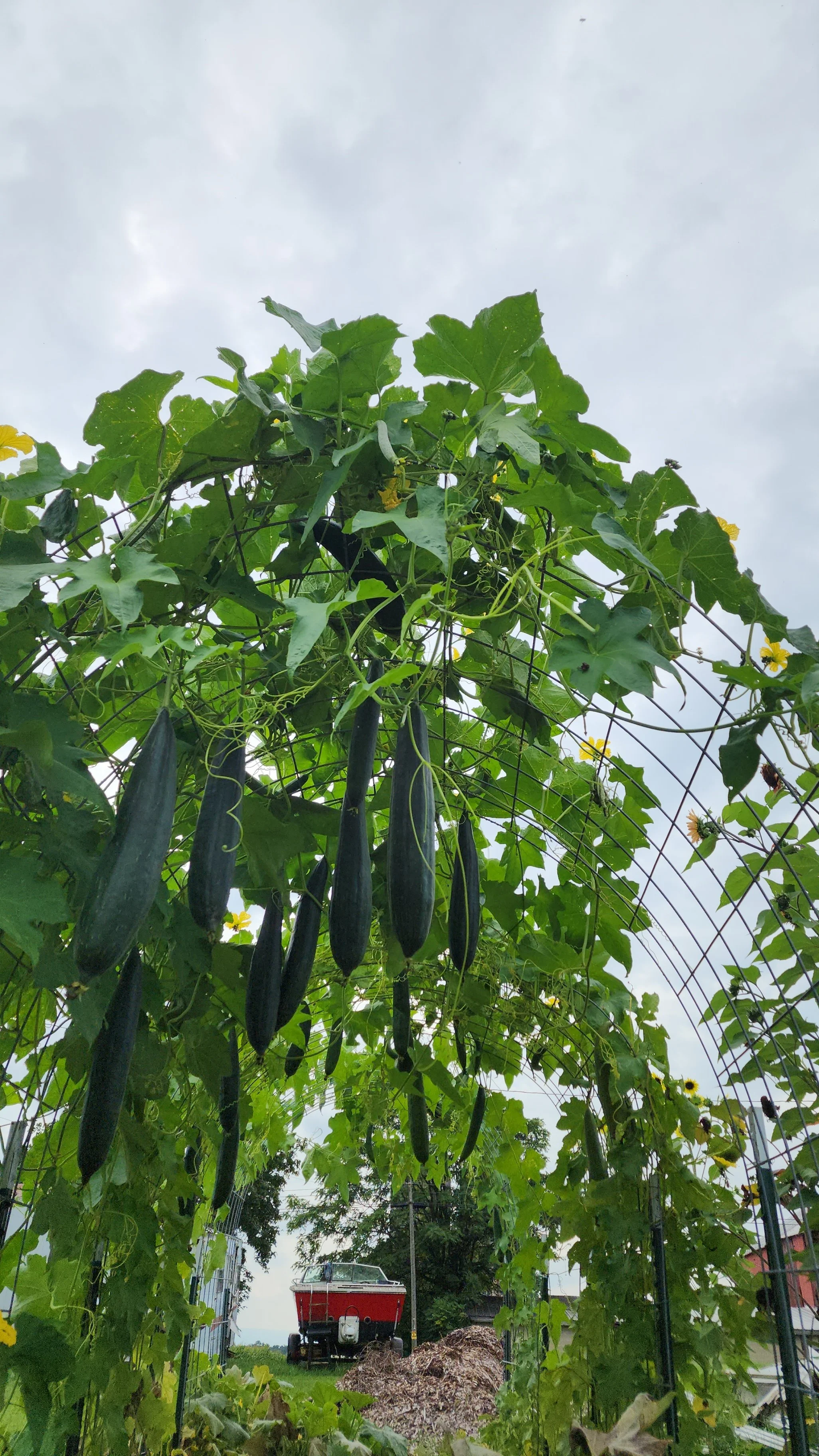 Luffa Gourds growing on Trellis.