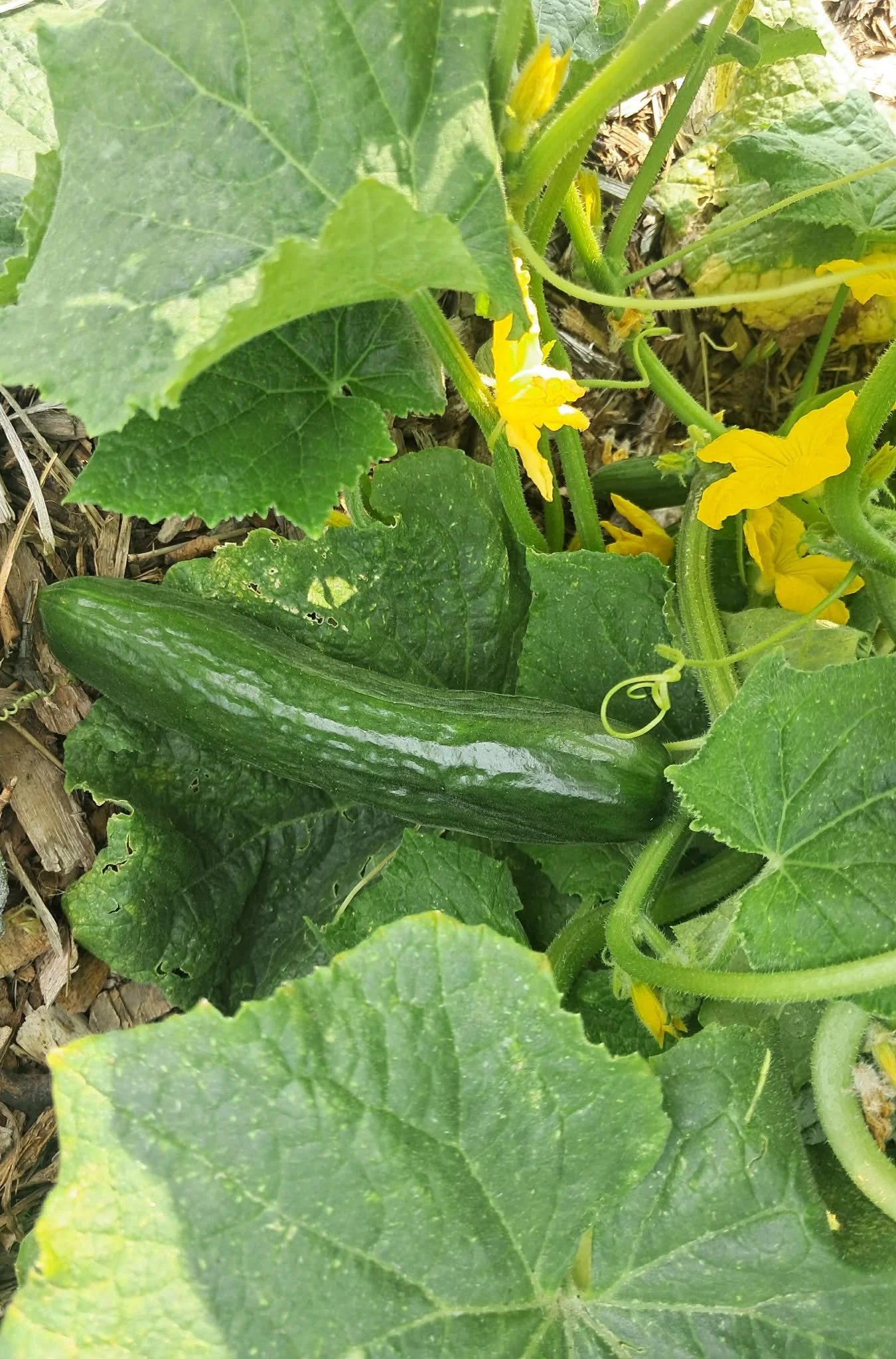 Fresh Cucumbers — $1.50 each