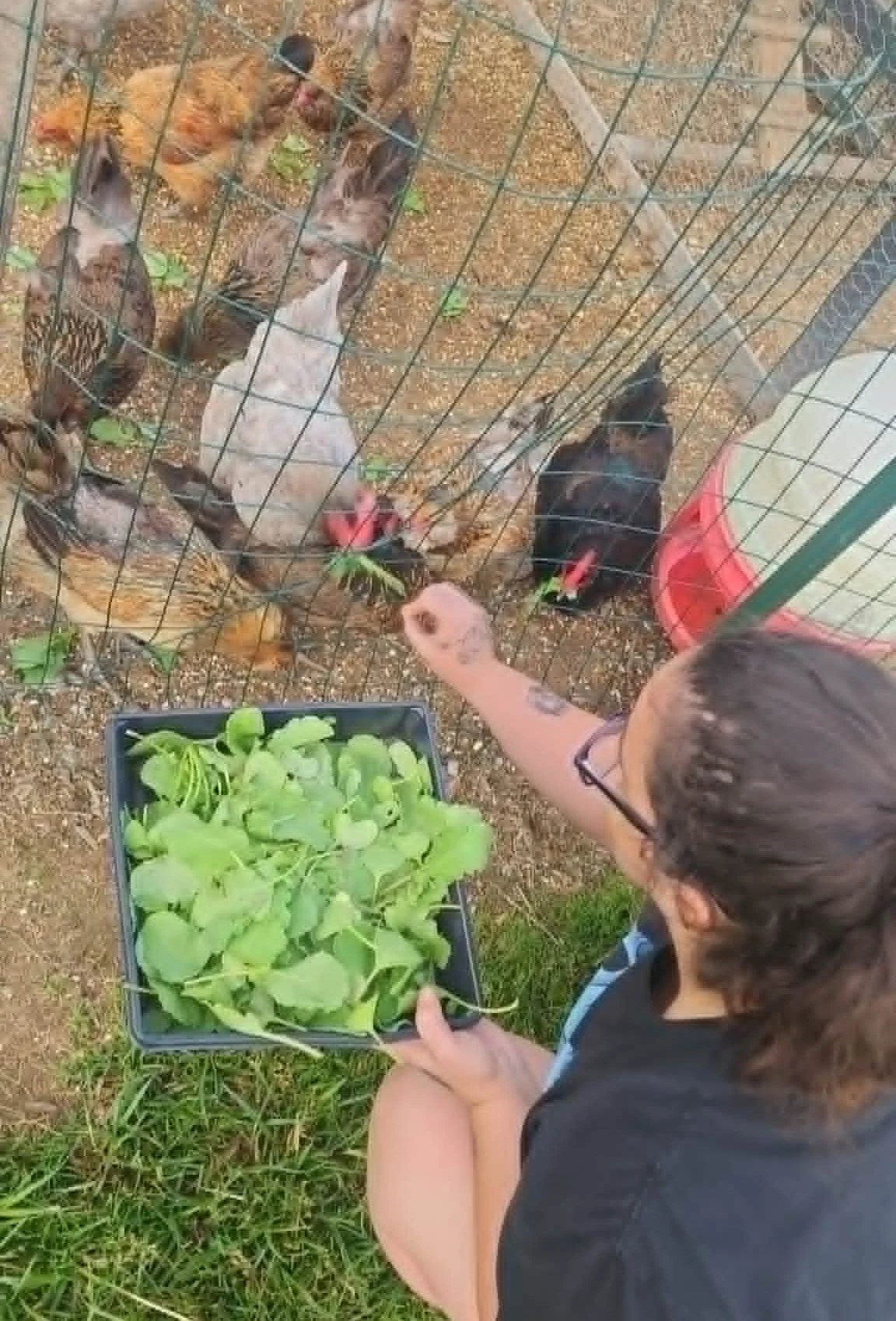 Family member feeding garden vegetables to small animals at Heathen Farms