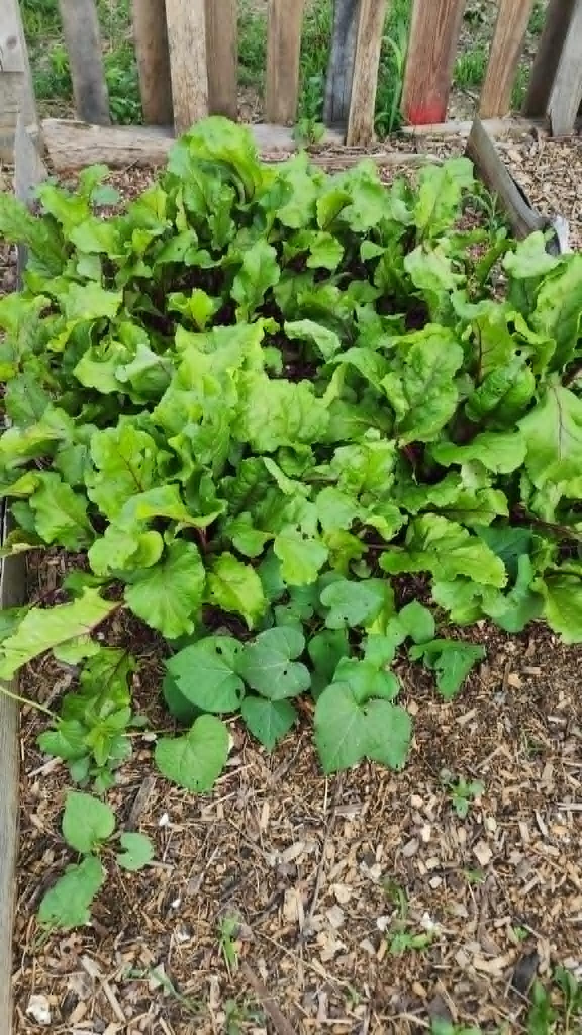 Leafy greens growing in a mulched raised bed at Heathen Farms