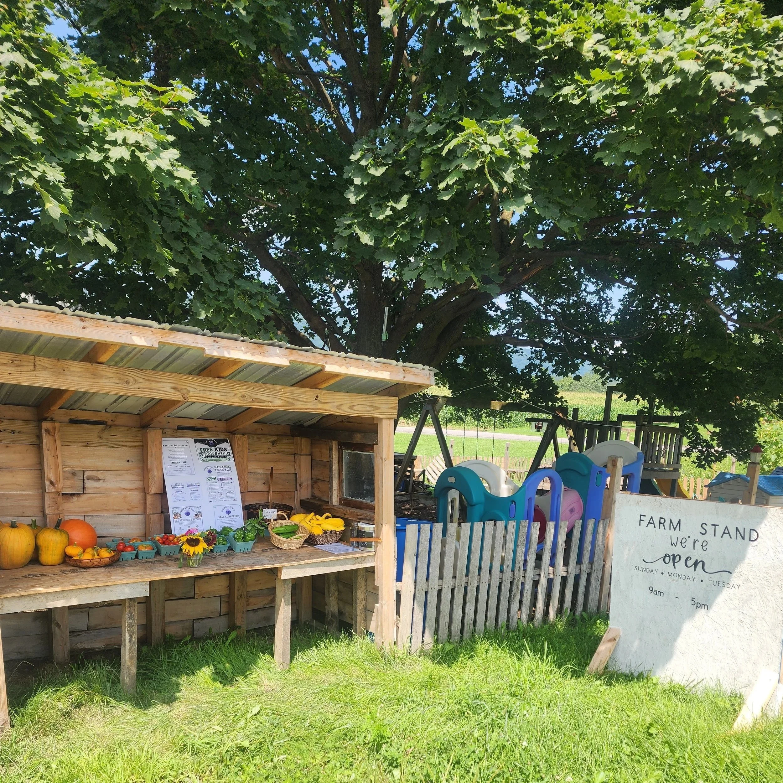 A small outdoor market stand made of wood with a corrugated metal roof, displaying fresh pumpkins, squash, and cherry tomatoes, situated beneath a large leafy tree. To the right, there is a sign showing the market's operating days and hours.