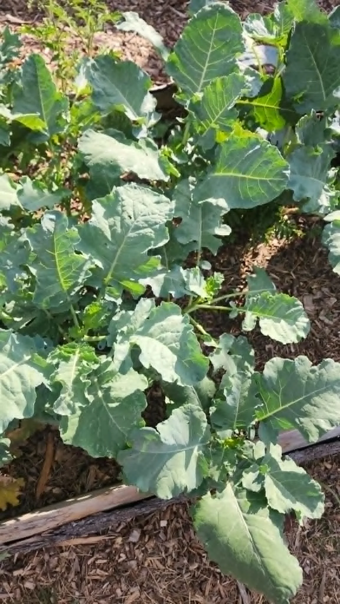Young cabbage and broccoli plants growing in a no-till garden bed at Heathen Farms