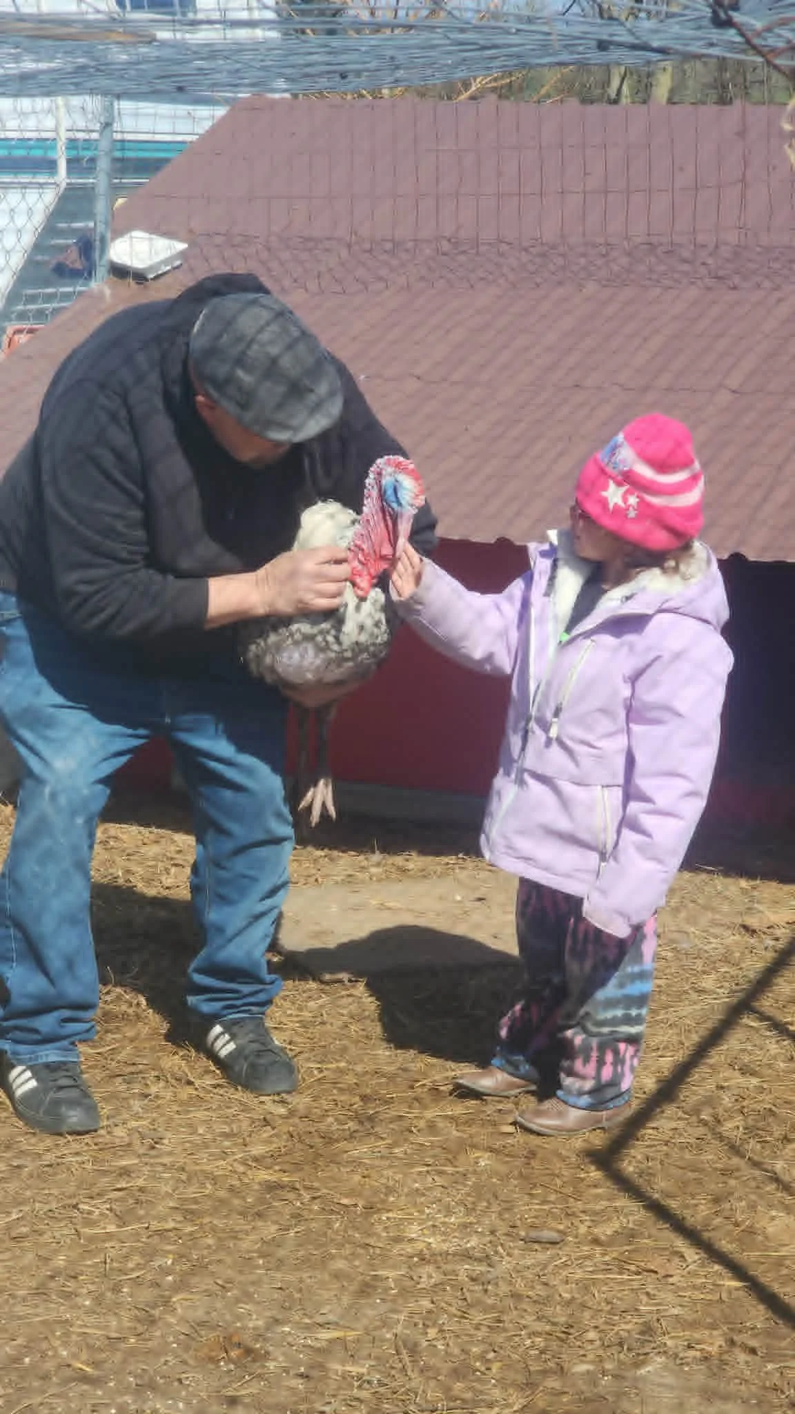 man and child caring for a turkey at Heathen Farms