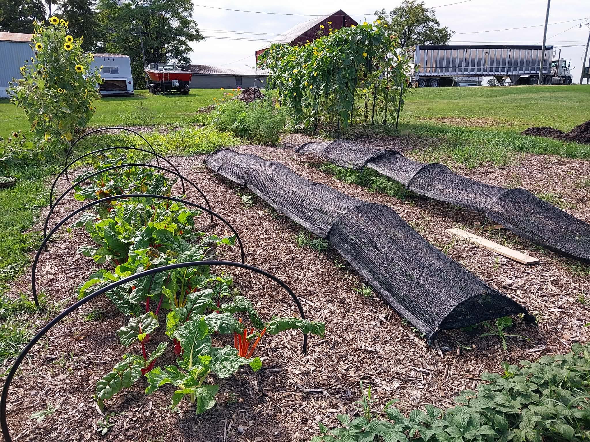 Garden Beds still growing Chard and Lettuce