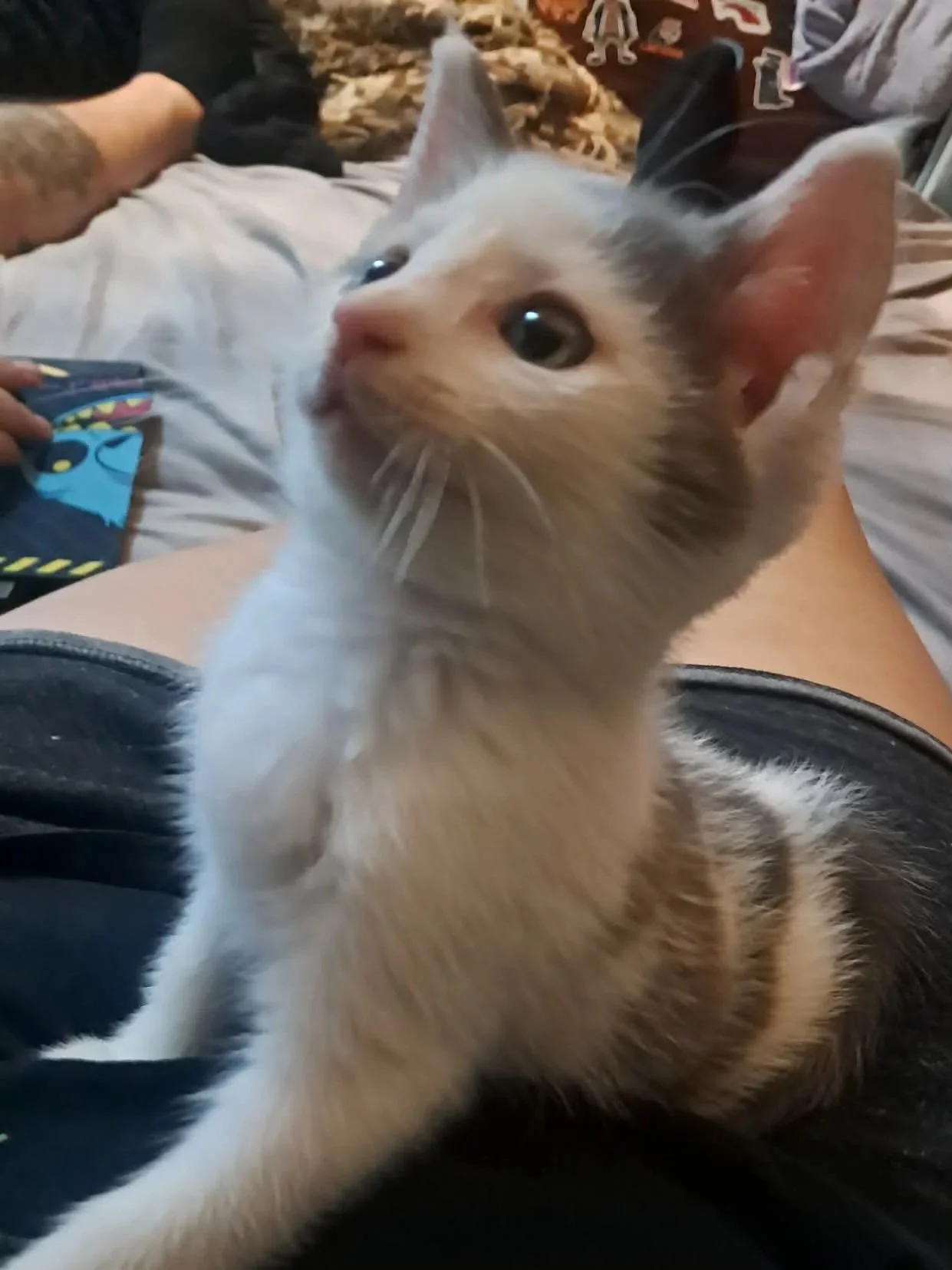 Close-up of a fluffy white and gray kitten with large eyes sitting on a person’s lap