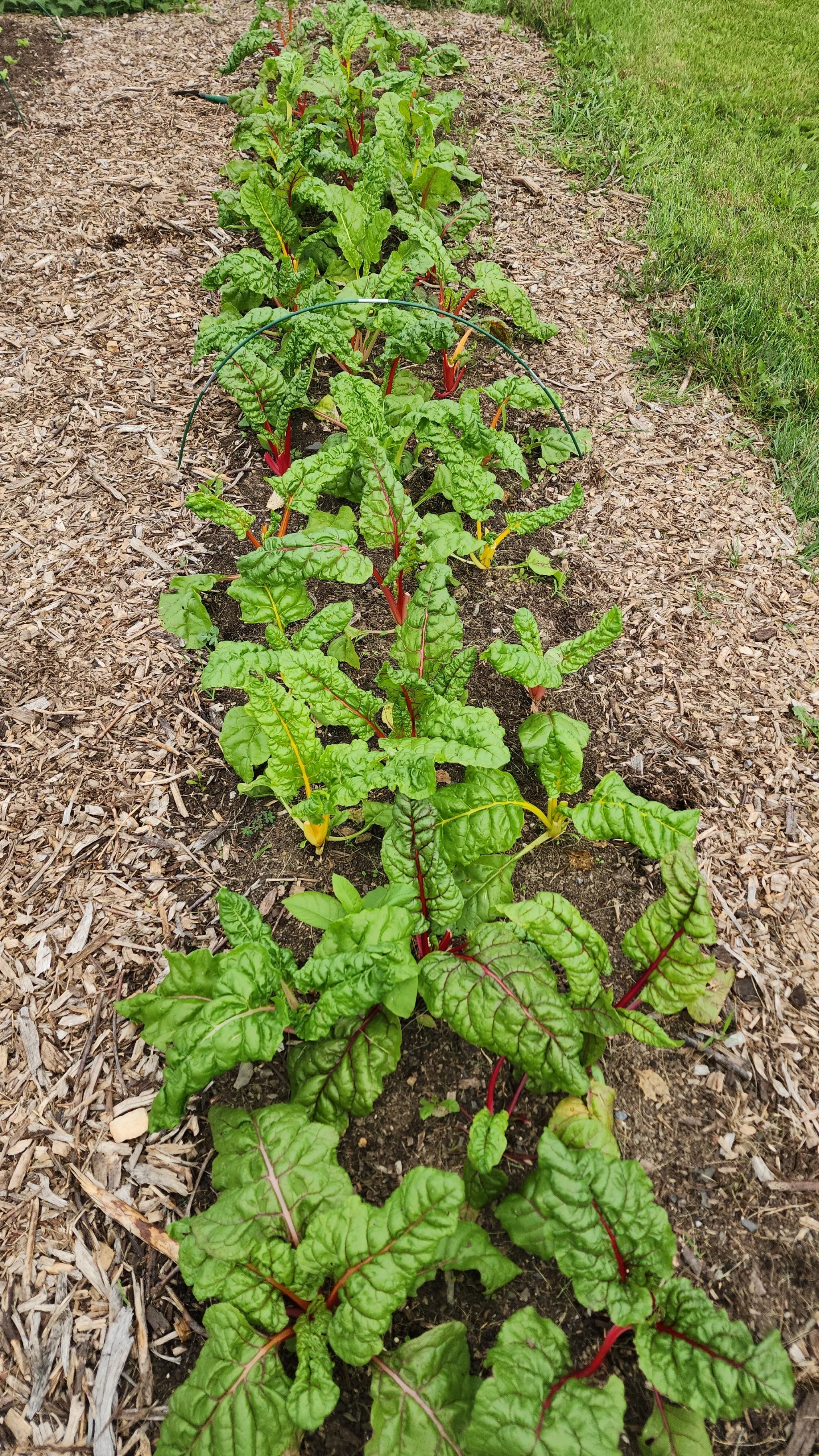 Rainbow Swiss Chard — $4/bunch