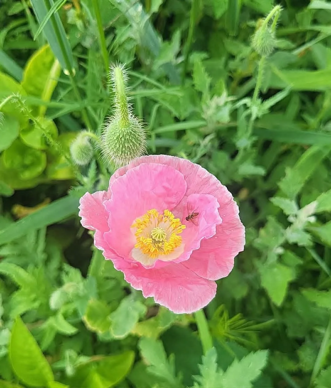 Pink poppy blooming beside the Heathen Farms garden in Newburg, Pennsylvania