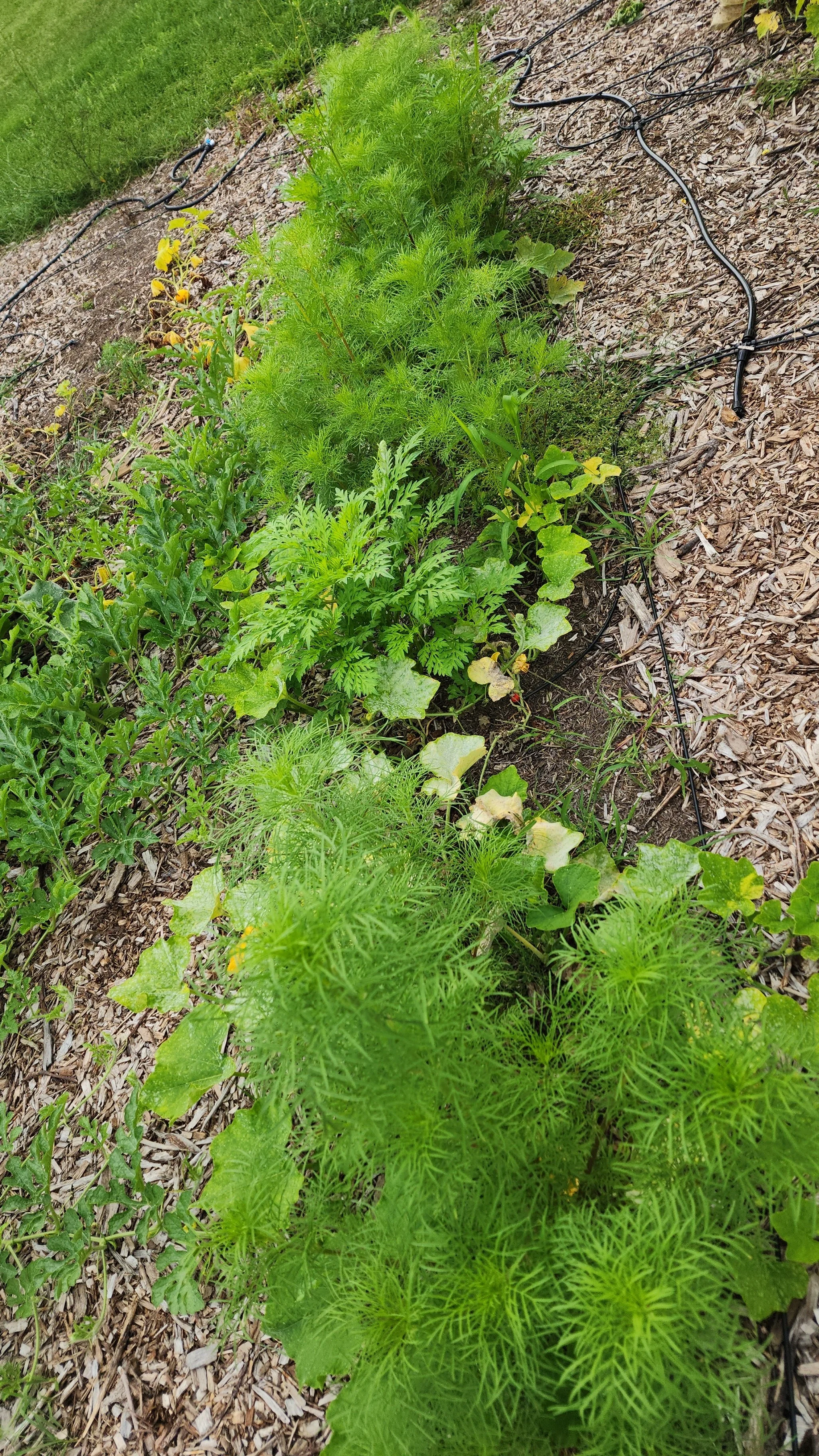 A garden bed with various green plants, including leafy greens and herbs, with an irrigation drip system laid across the soil.