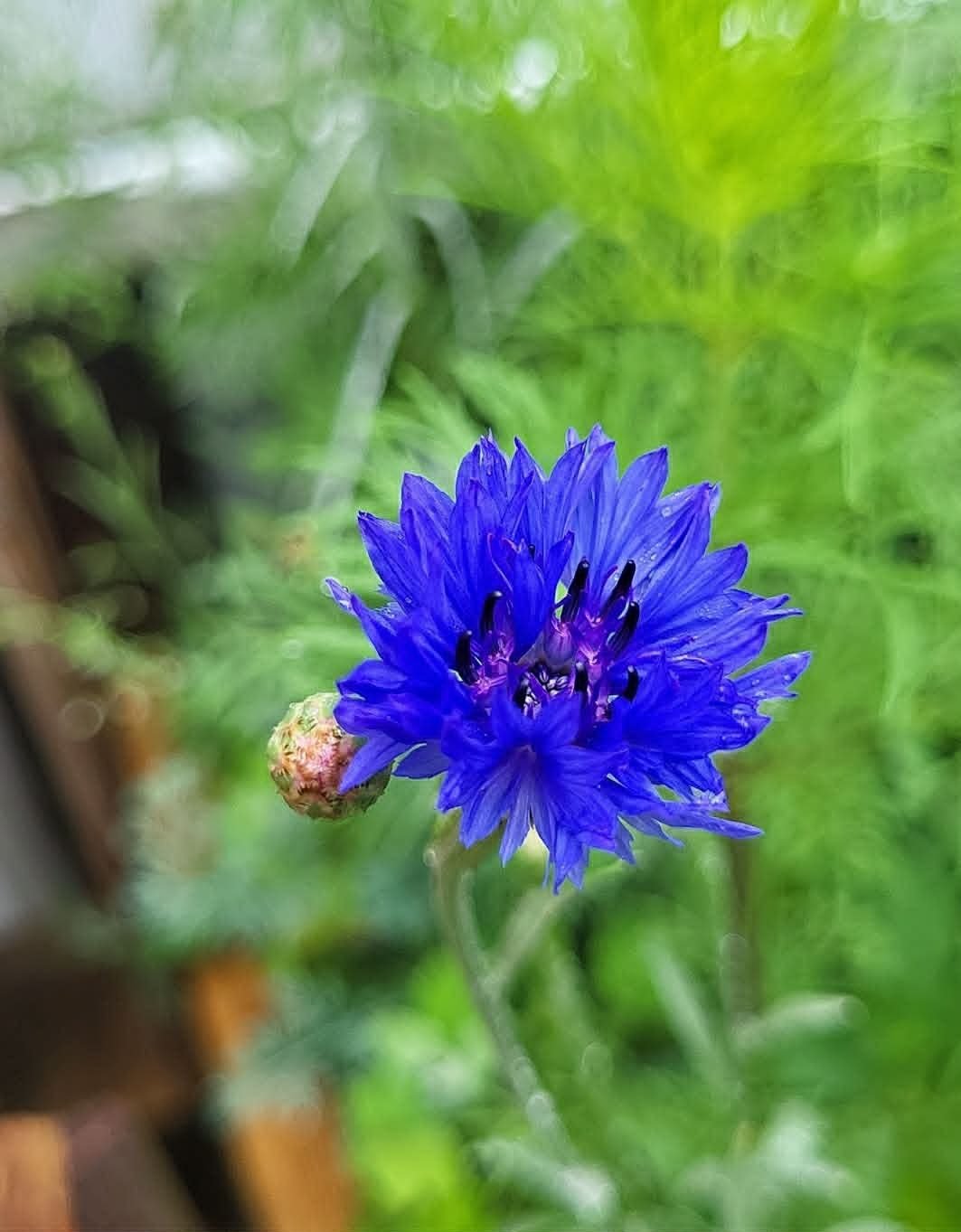 Blue cornflower blooming in the Heathen Farms pollinator garden