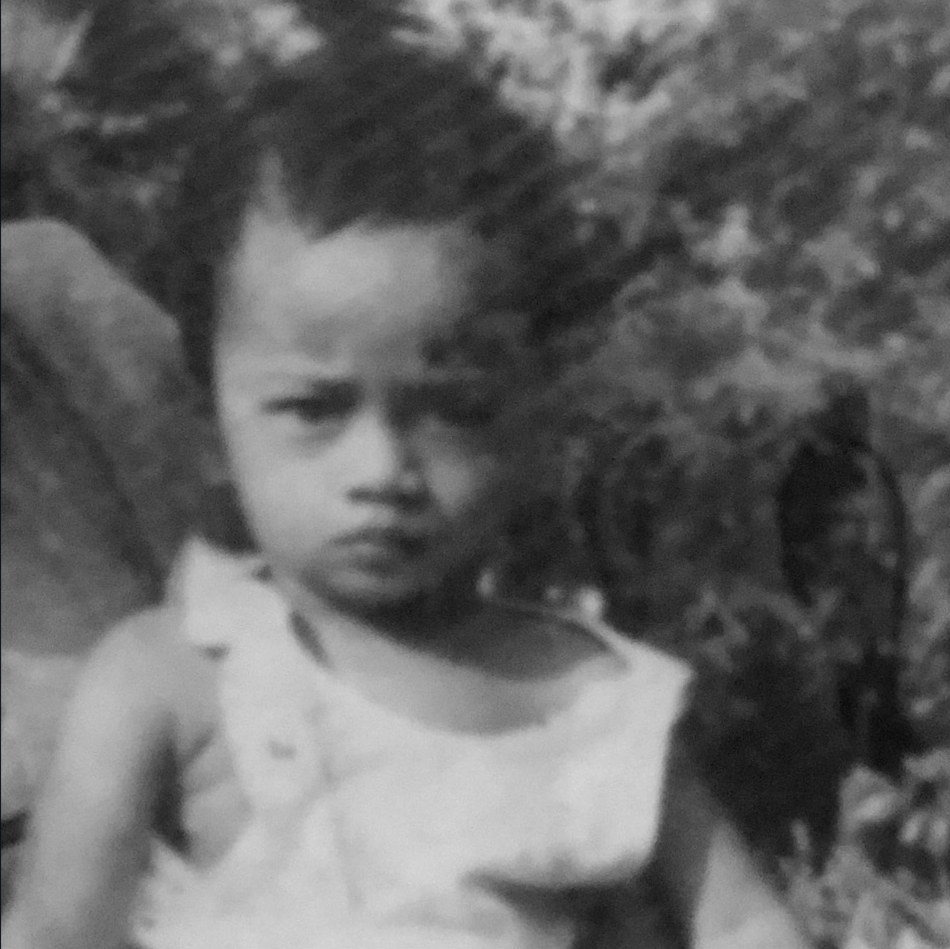 Lidah sapi (2024)
