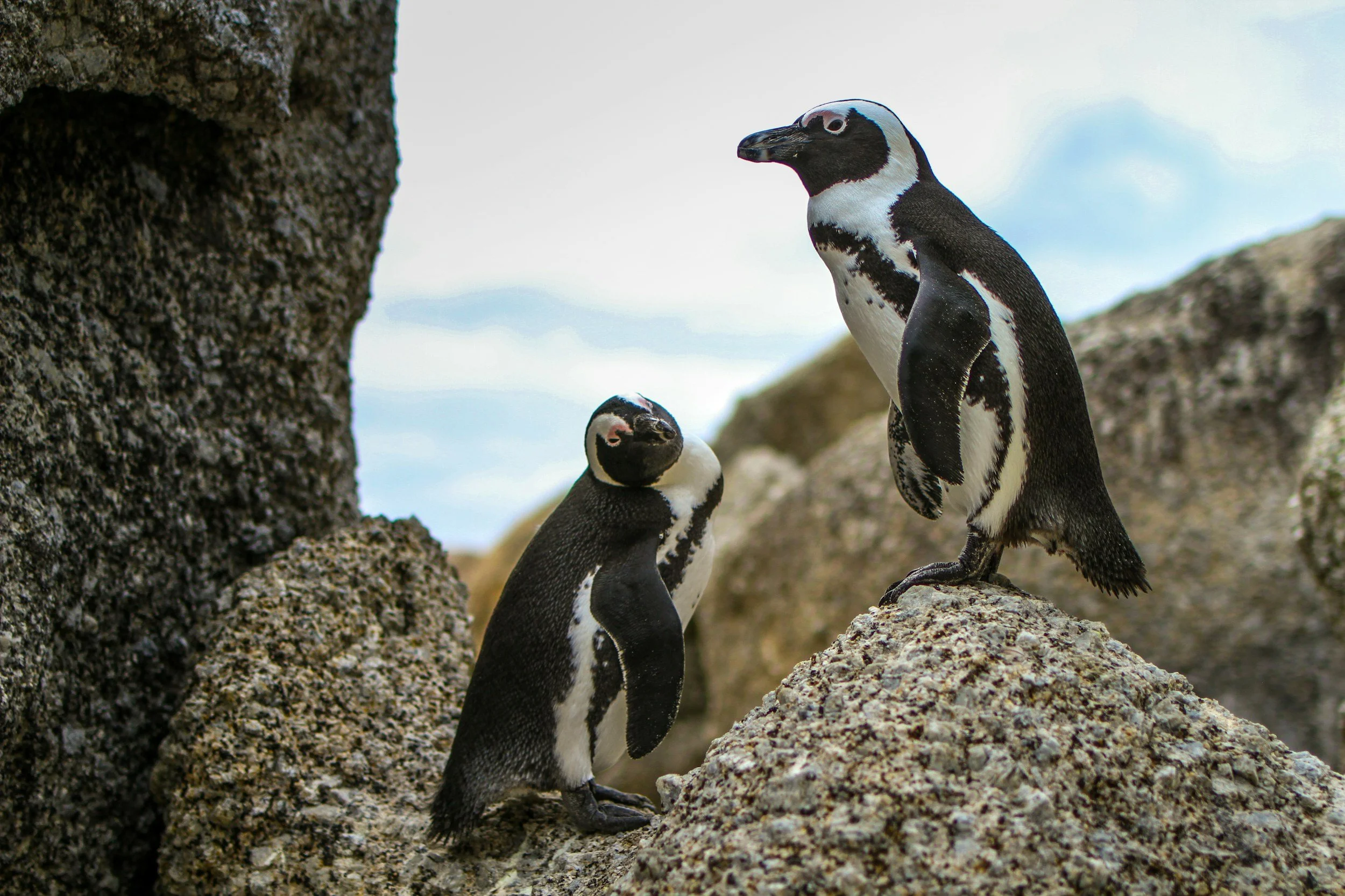 Three penguins standing on rocky terrain with a cloudy sky in the background. Boulders Beach, Simon's Town, Cape Town South Africa