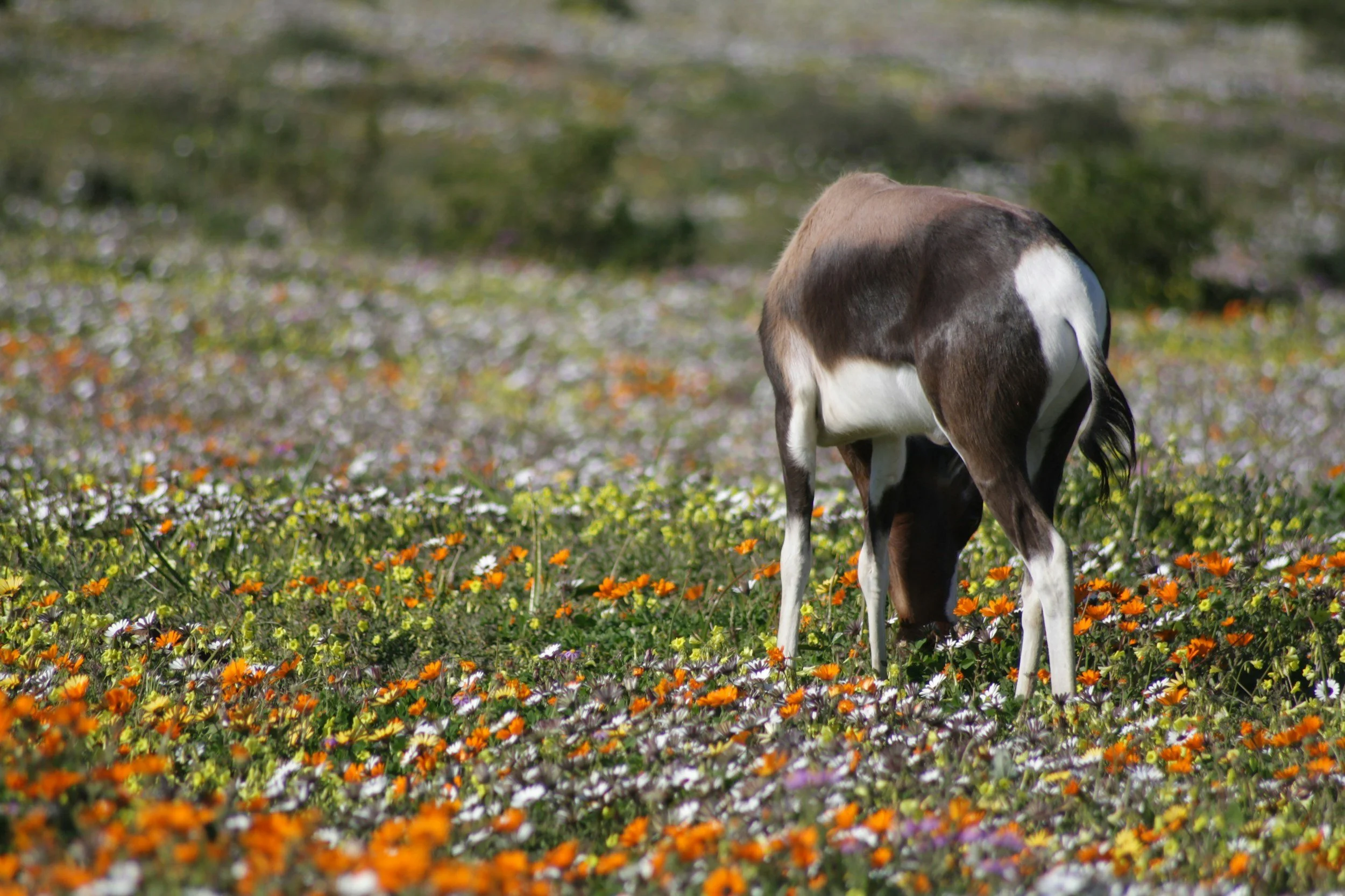 Flowers in Bloom Namaqualand 