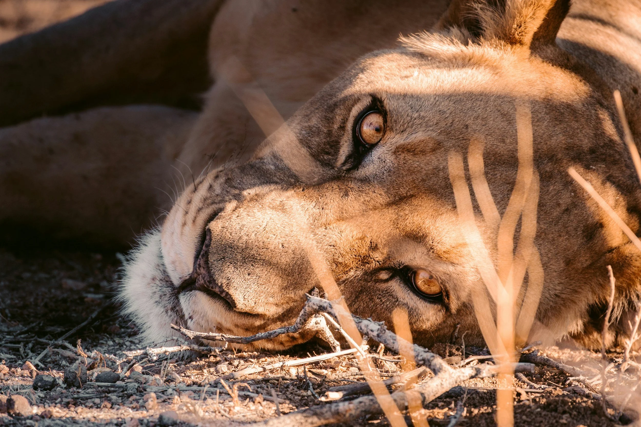 Close-up of a sleeping tiger lying on the ground in a natural setting.