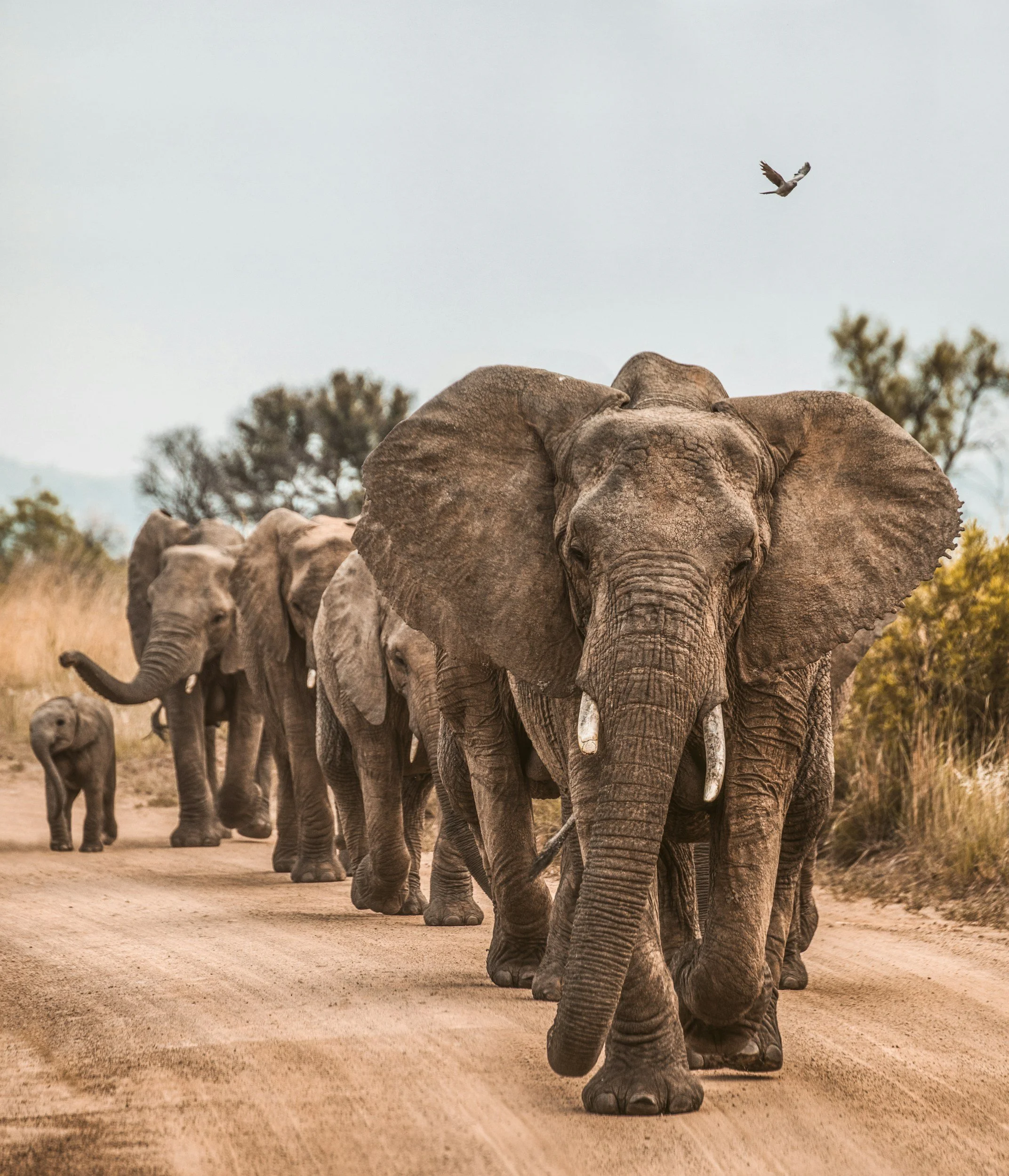 A herd of elephants walking across a dirt landscape with sparse trees in the background, under a cloudy sky.
