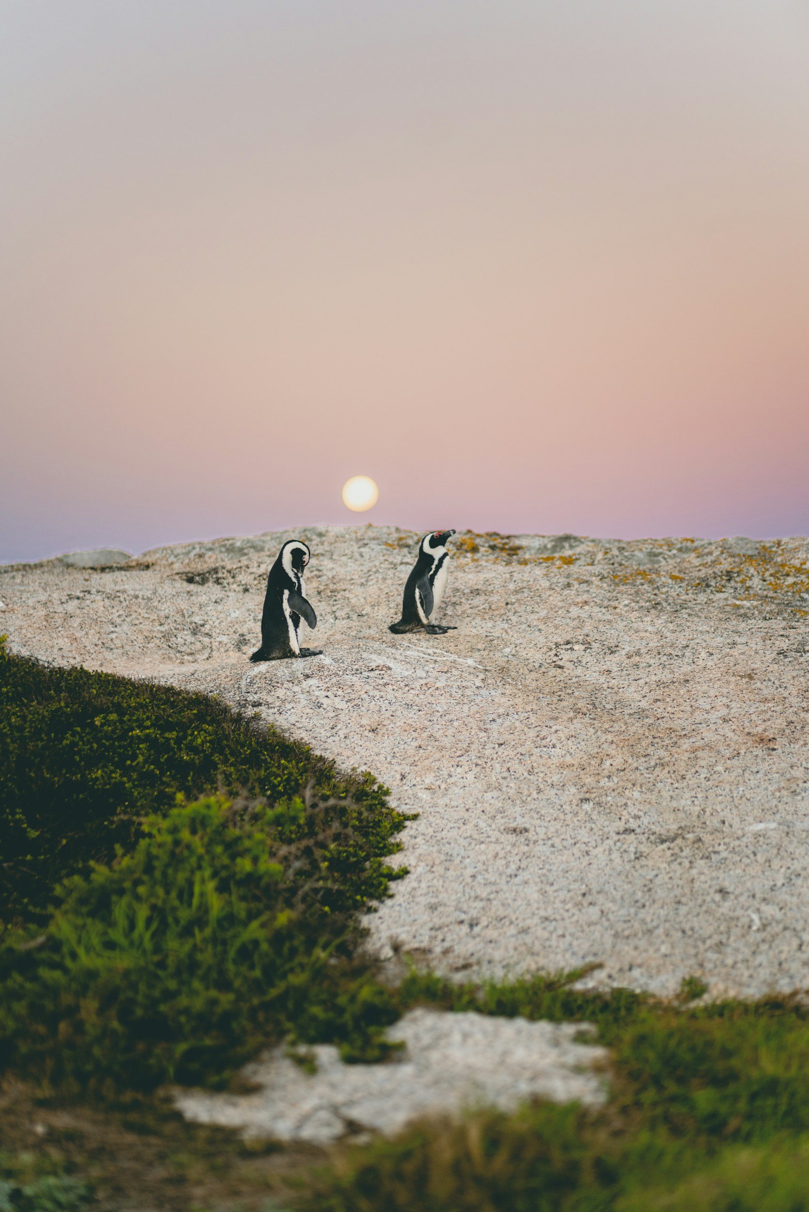 Two penguins standing on rocky terrain at sunset with a pink and purple sky. Boulders Beach Simon's Town Cape Town Western Cape Souther Suburbs