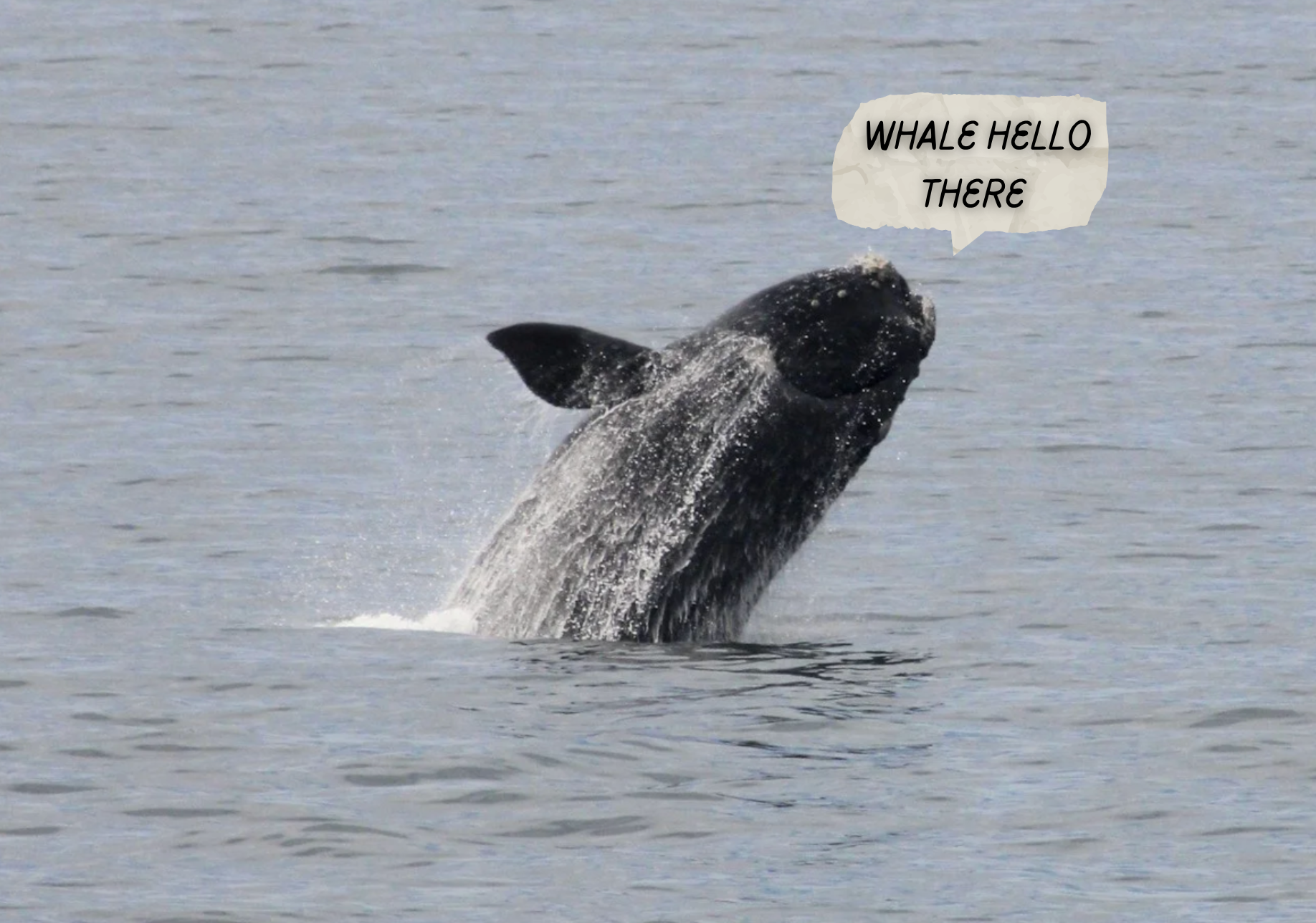 A whale breaching out of the water with its body arched and water splashing around it, and a speech bubble saying "WHALE HELLO THERE."