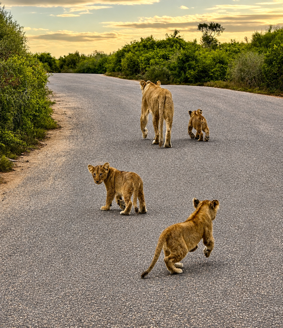 Lioness and Cubs South Africa 