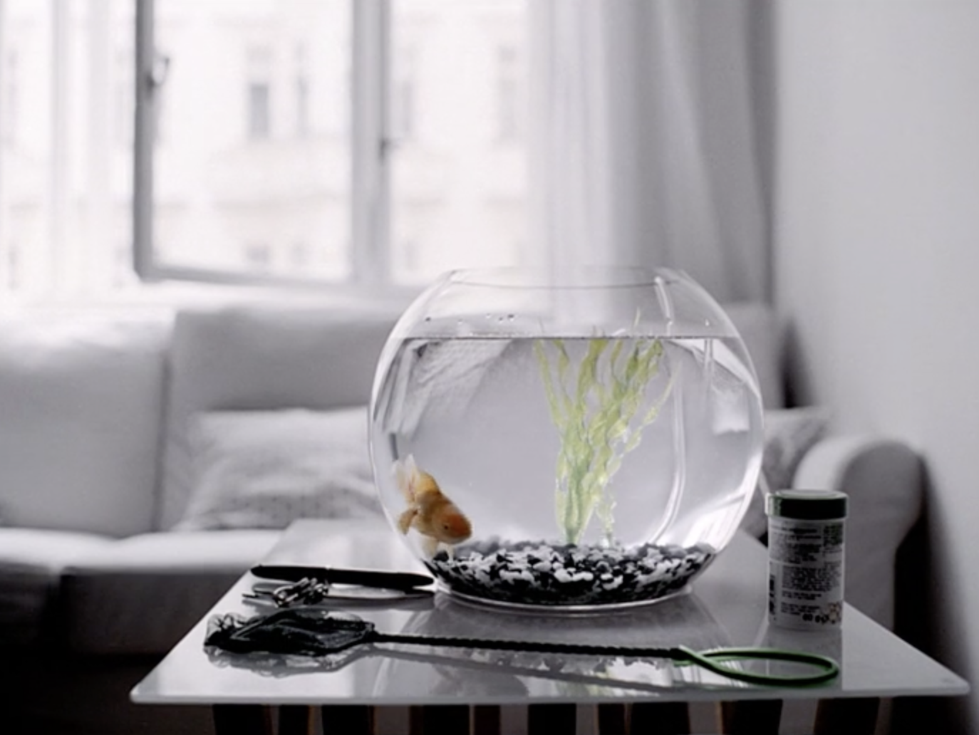 A goldfish swimming in a round glass bowl with green aquatic plants and black and white gravel, placed on a white table with scissors and a container nearby. Sunlight coming through a window in the background.