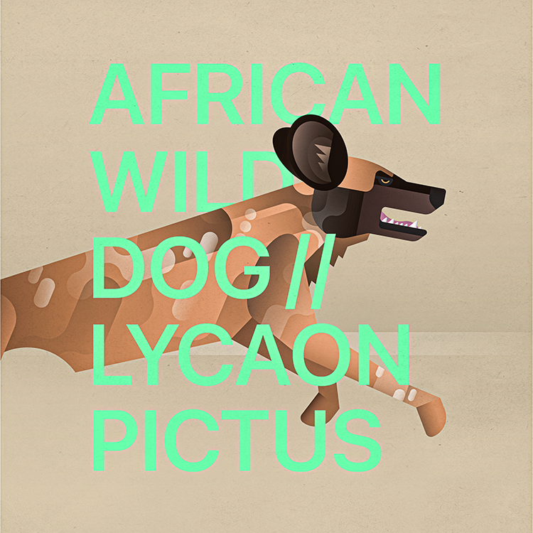 african-wild-dog_thumbnail.png