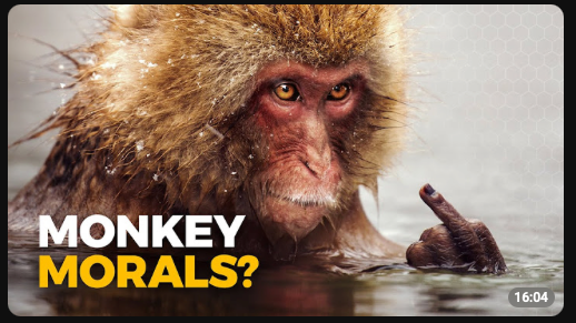 Close-up of a wet monkey with a serious expression, partially submerged in water, with the text 'Monkey Morals?' in the bottom left corner.