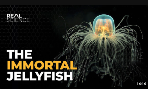 Animated depiction of an immortal jellyfish with glowing transparent bell and long tentacles, set against a dark background, with text 'The Immortal Jellyfish' and 'Real Science' in the upper left corner.